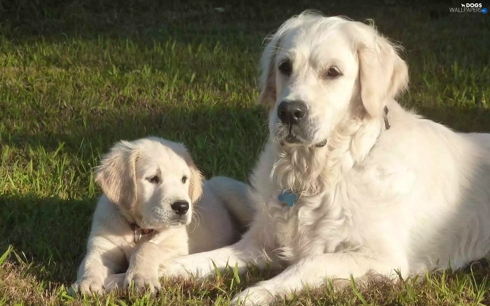 grass, Golden Retrievery, puppies