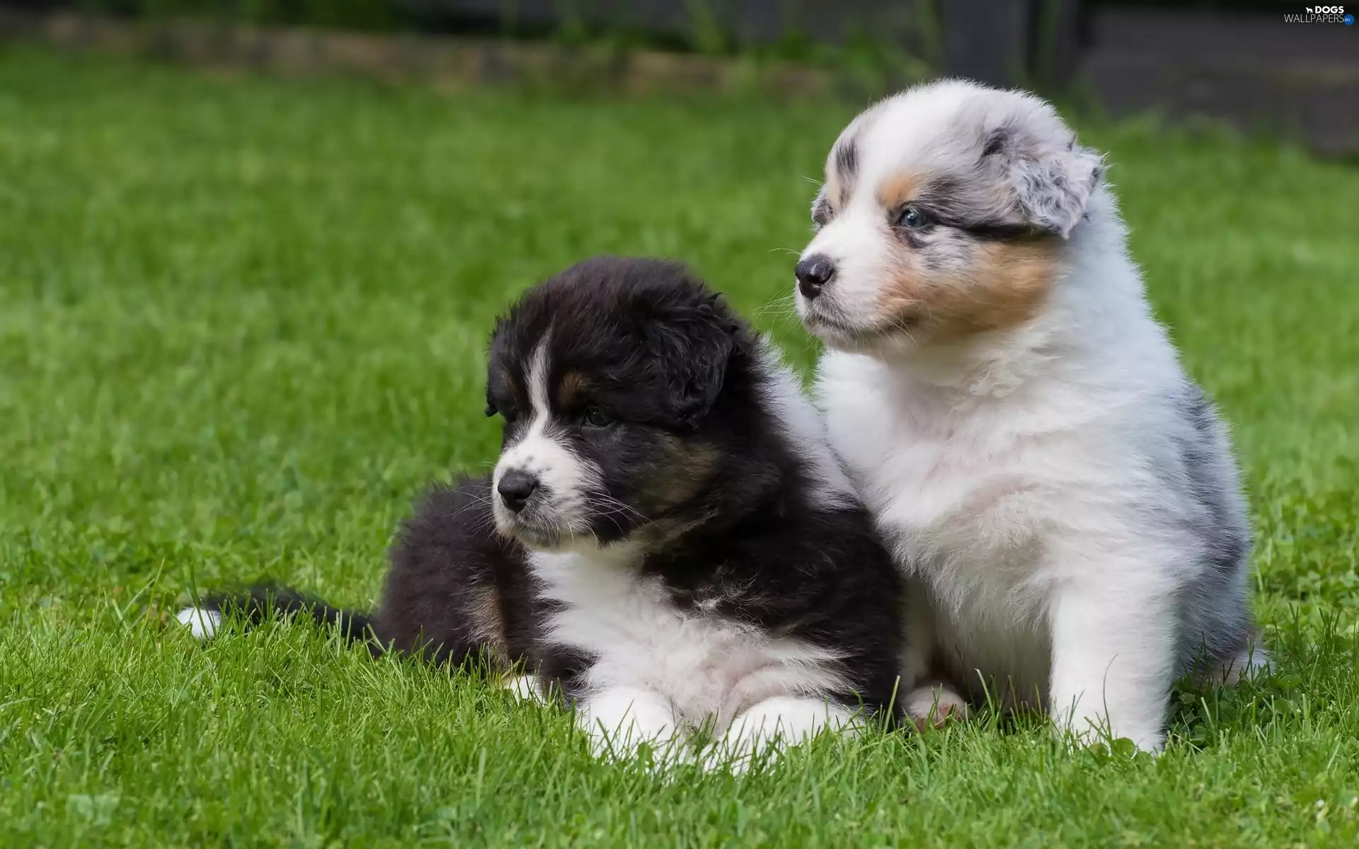 grass, Australian Shepherds, puppies