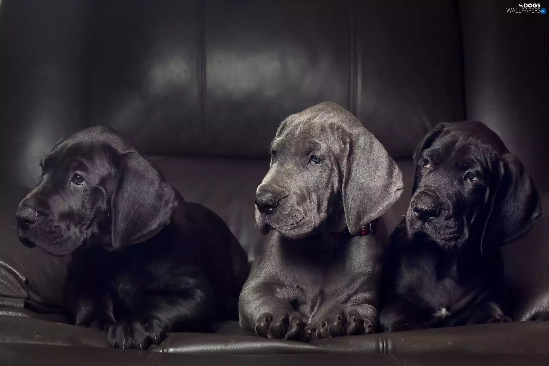 Three, puppies, Great Dane, Dogs