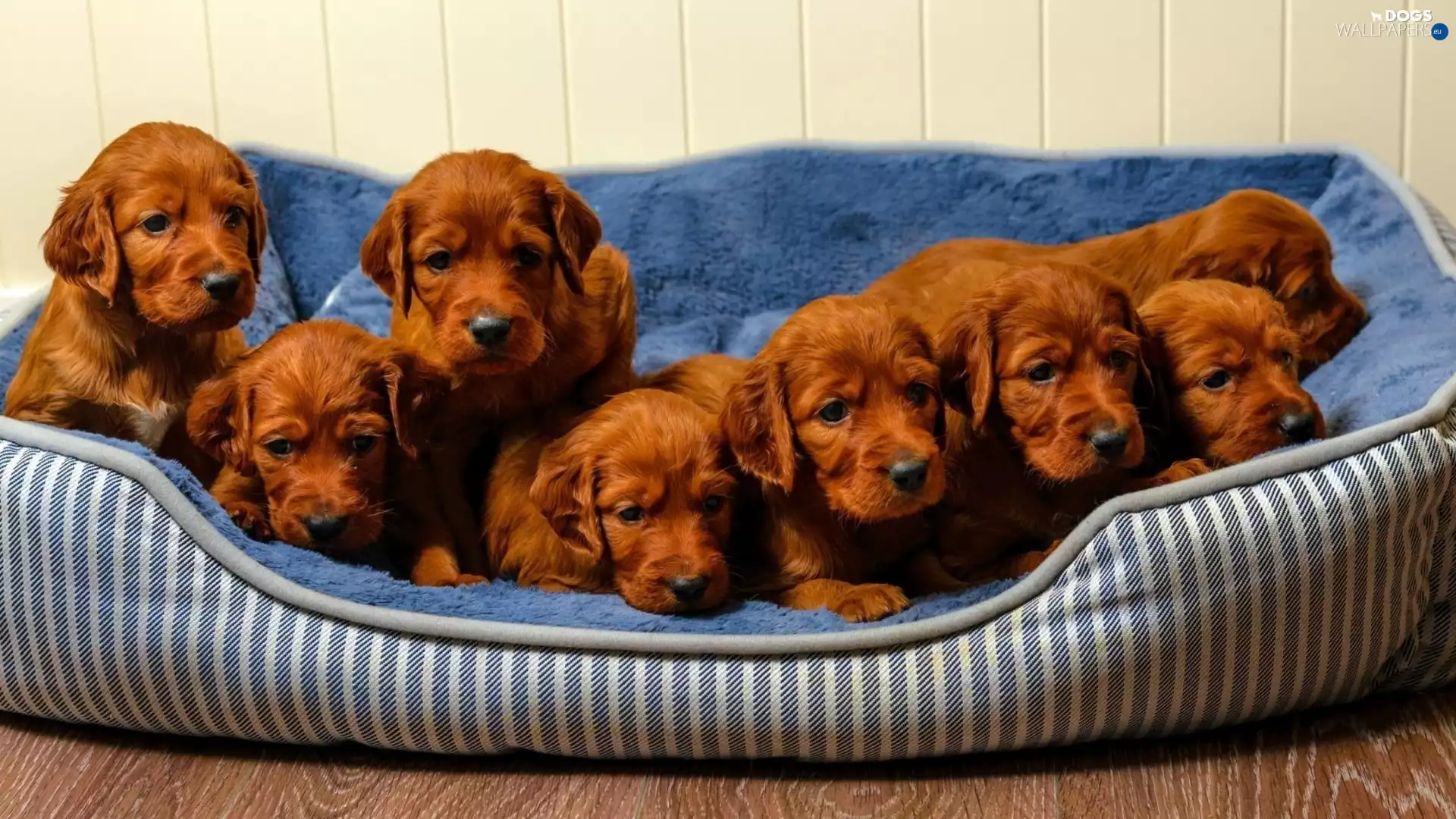 Irish Setters, haunt, puppies, puppies, red head