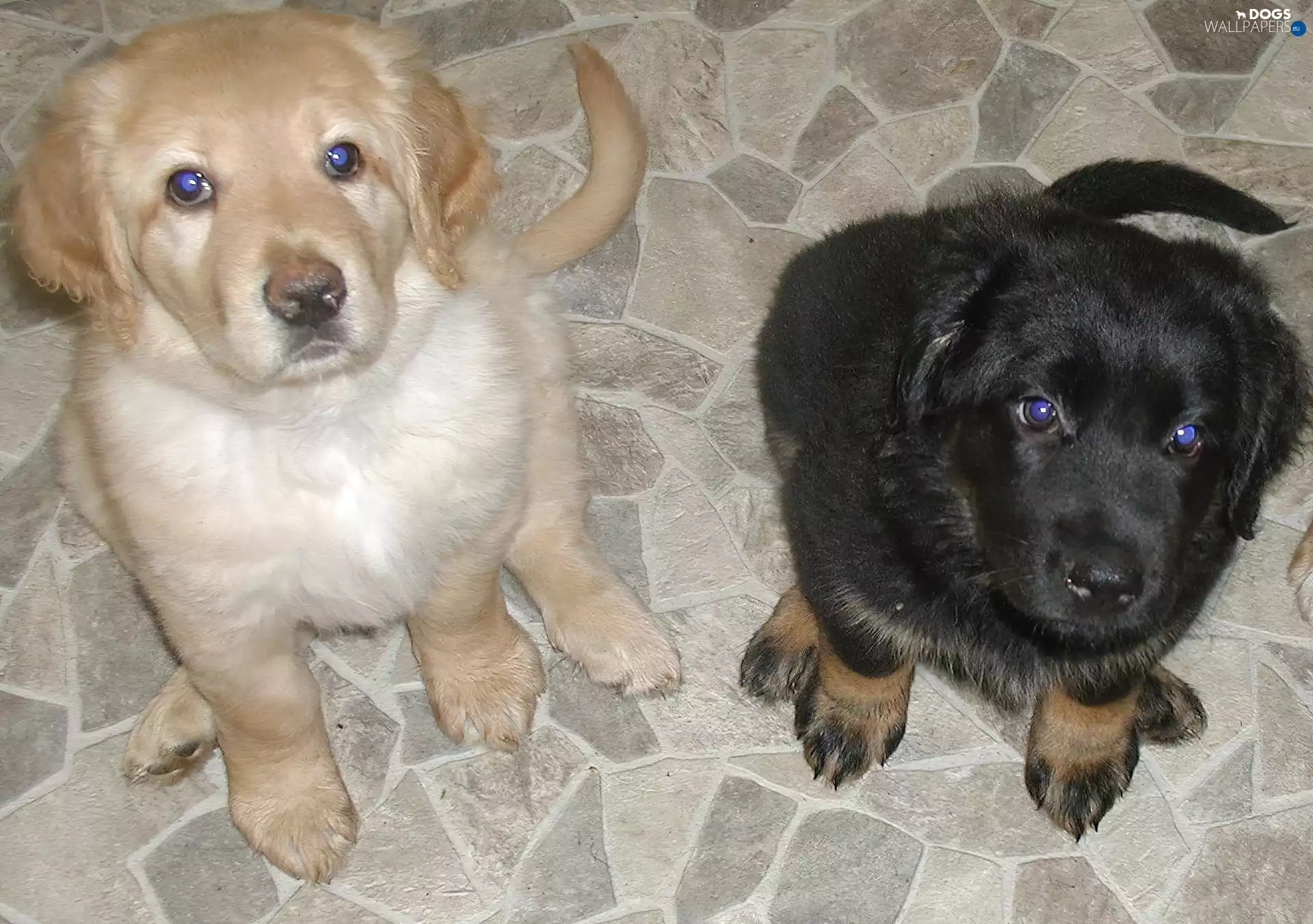 puppies, Hovawarta