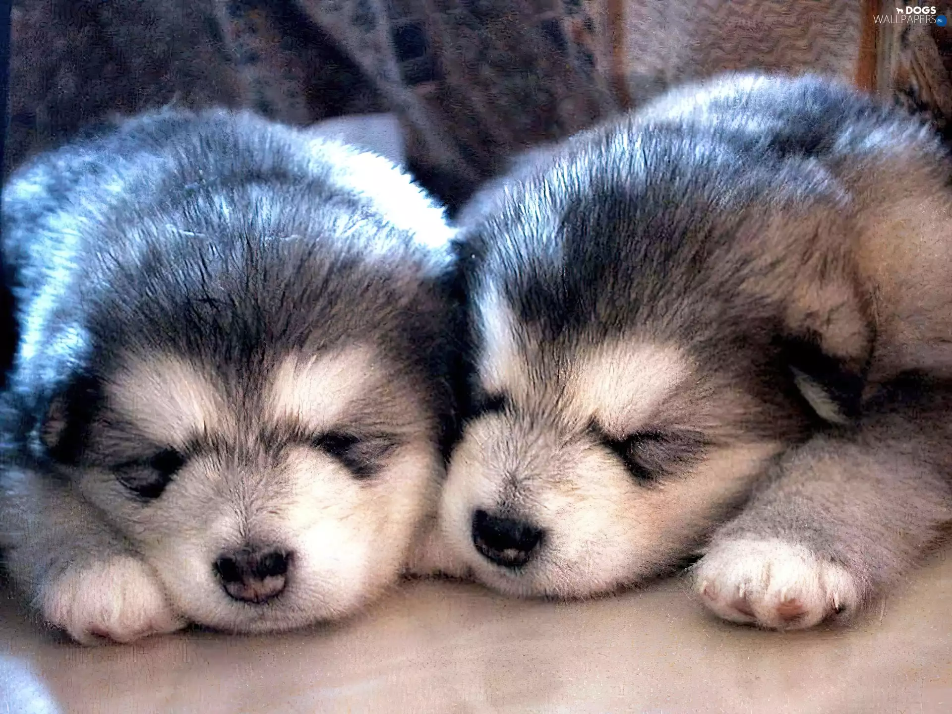 Puppies, Siberian Husky