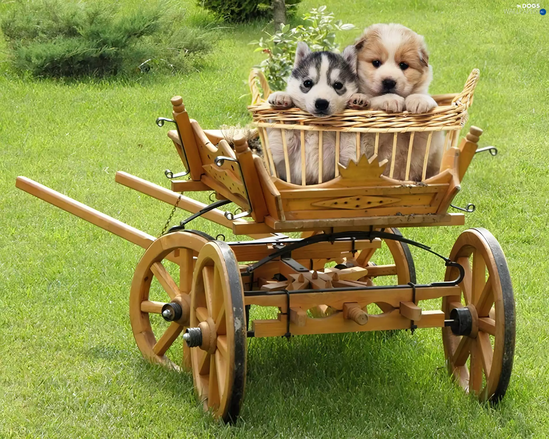 trolley, Siberian Husky, Puppies, basket, Two cars