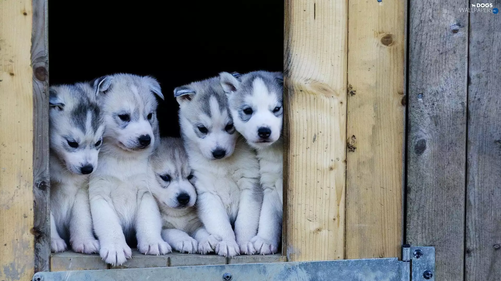 puppies, Husky