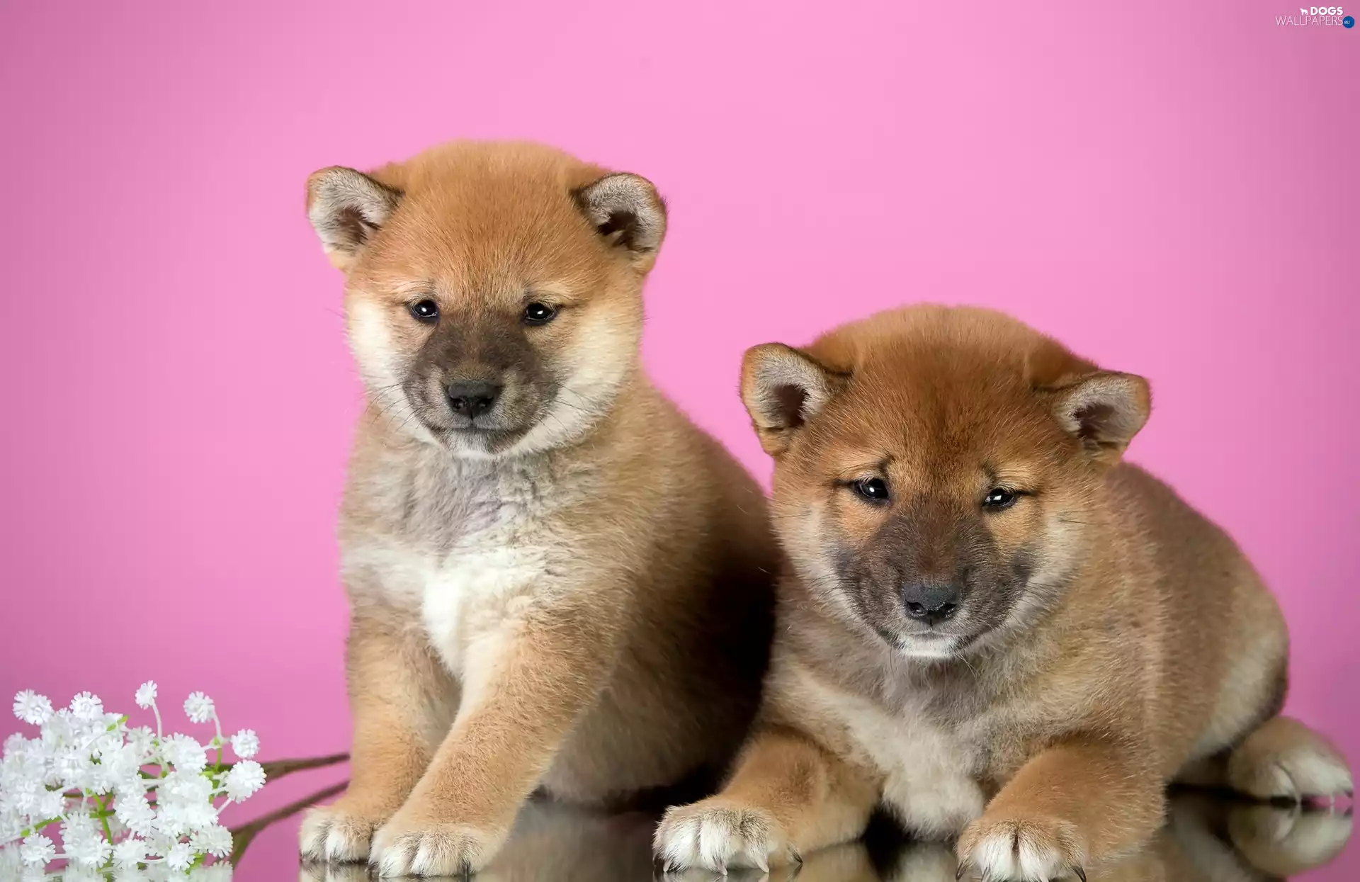 puppies, Shiba inu