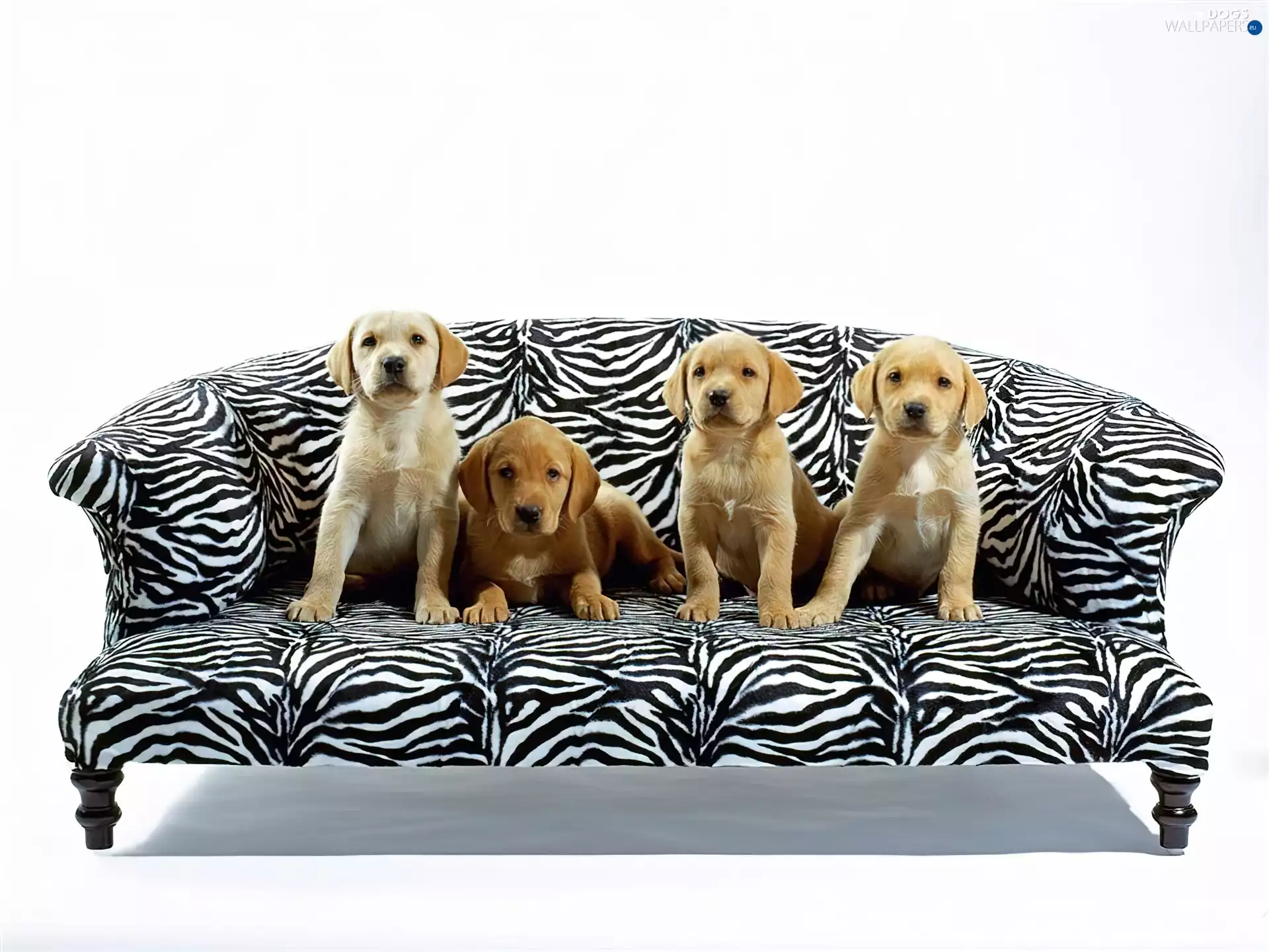 Labrador Retriever, sweet, puppies