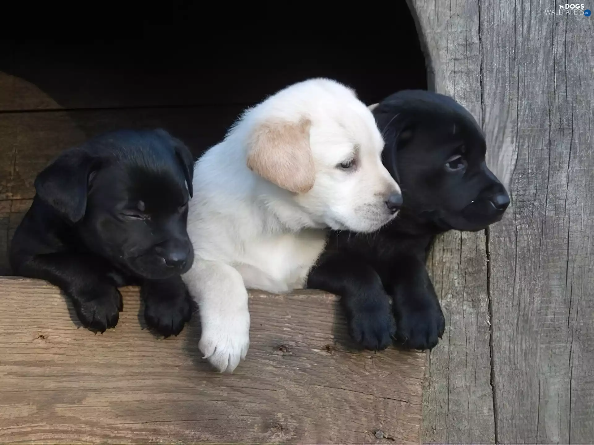 Labrador Retriever, Three, puppies