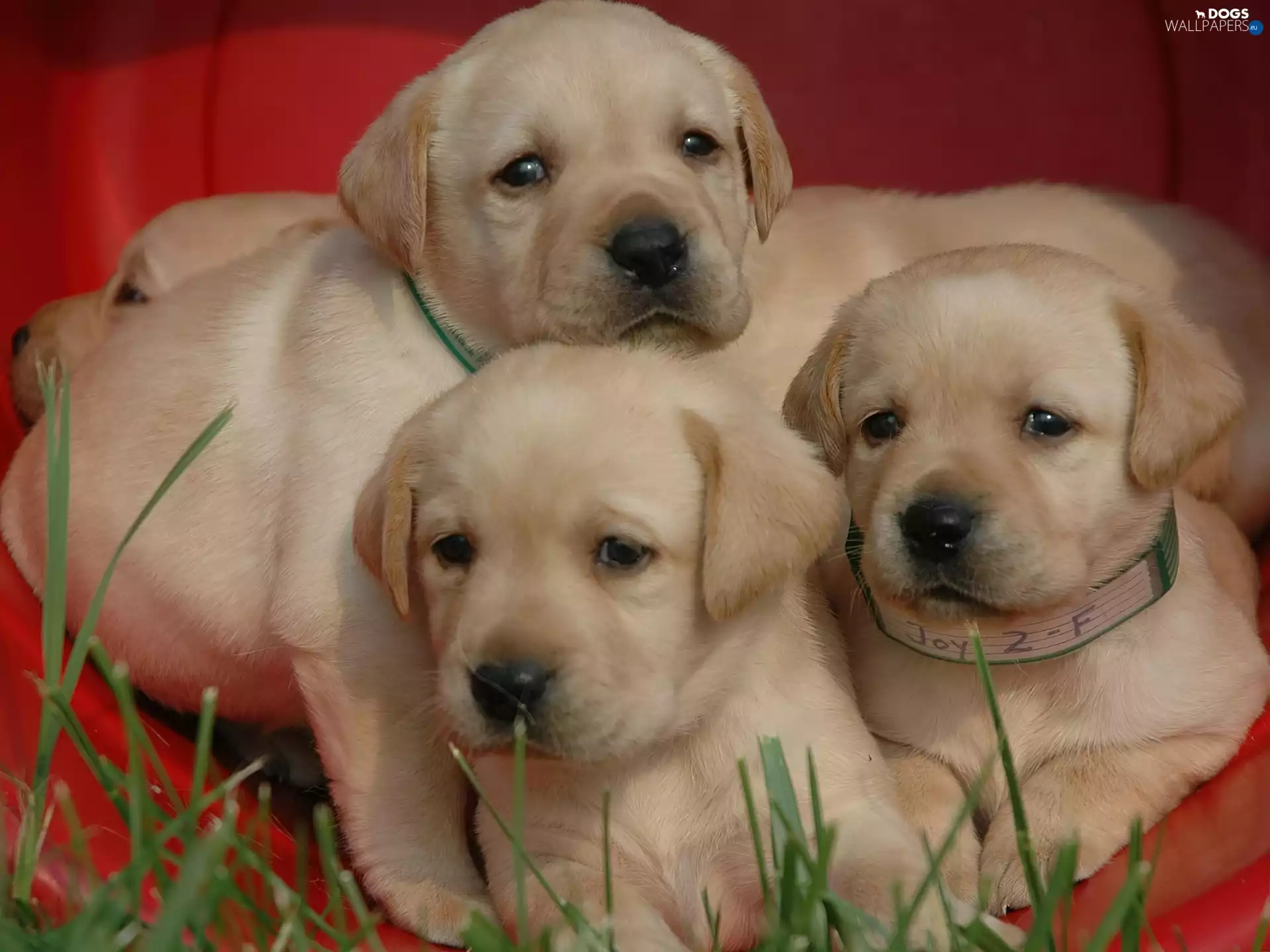 Labrador Retriever, Three, Puppies