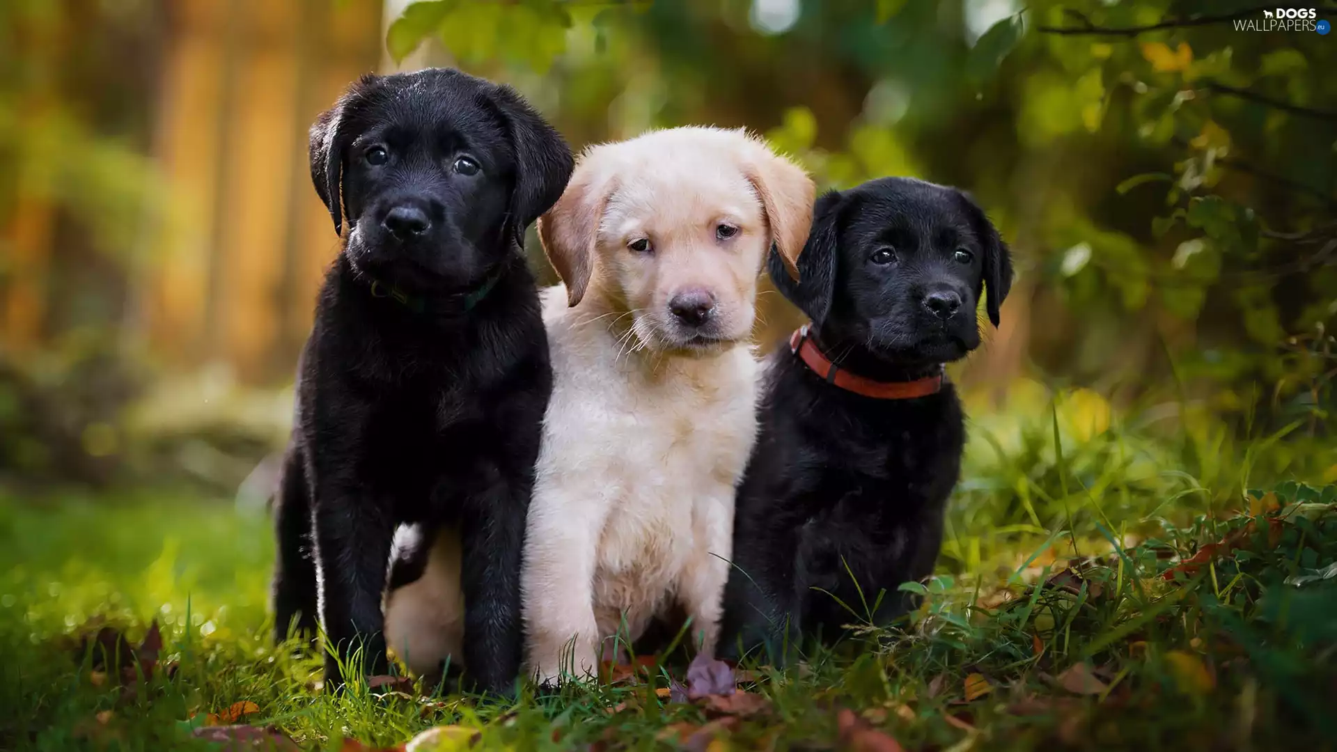 Three, puppies, Labradors Retrievers, Dogs