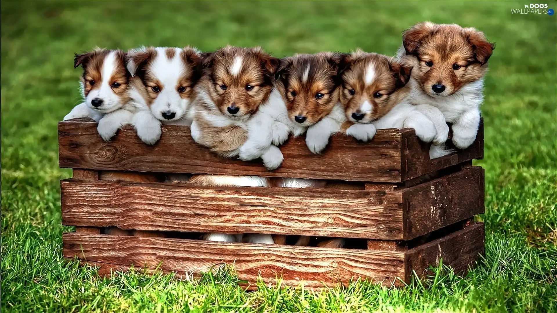 puppies, box, little doggies