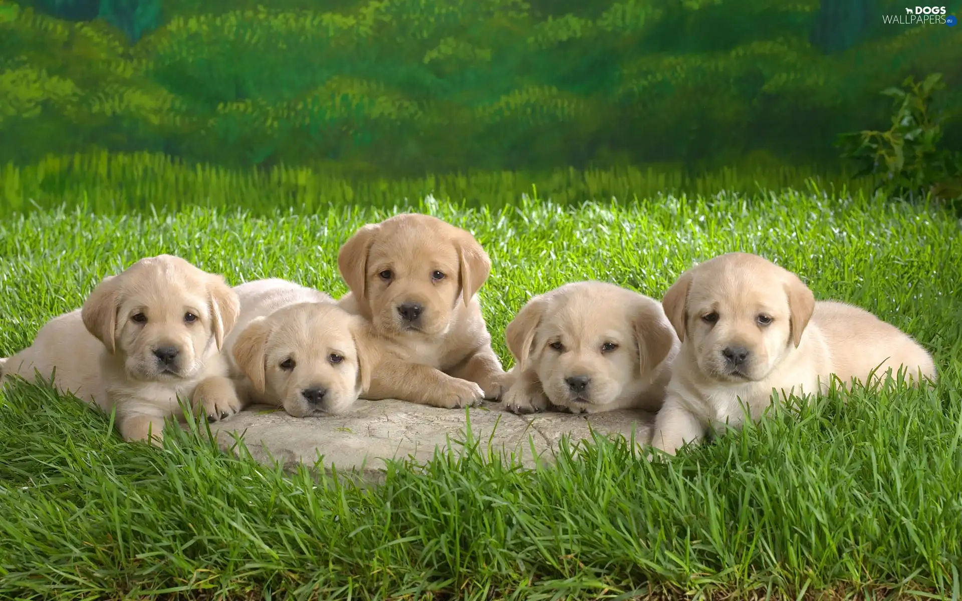 puppies, beige, Labradors, little doggies