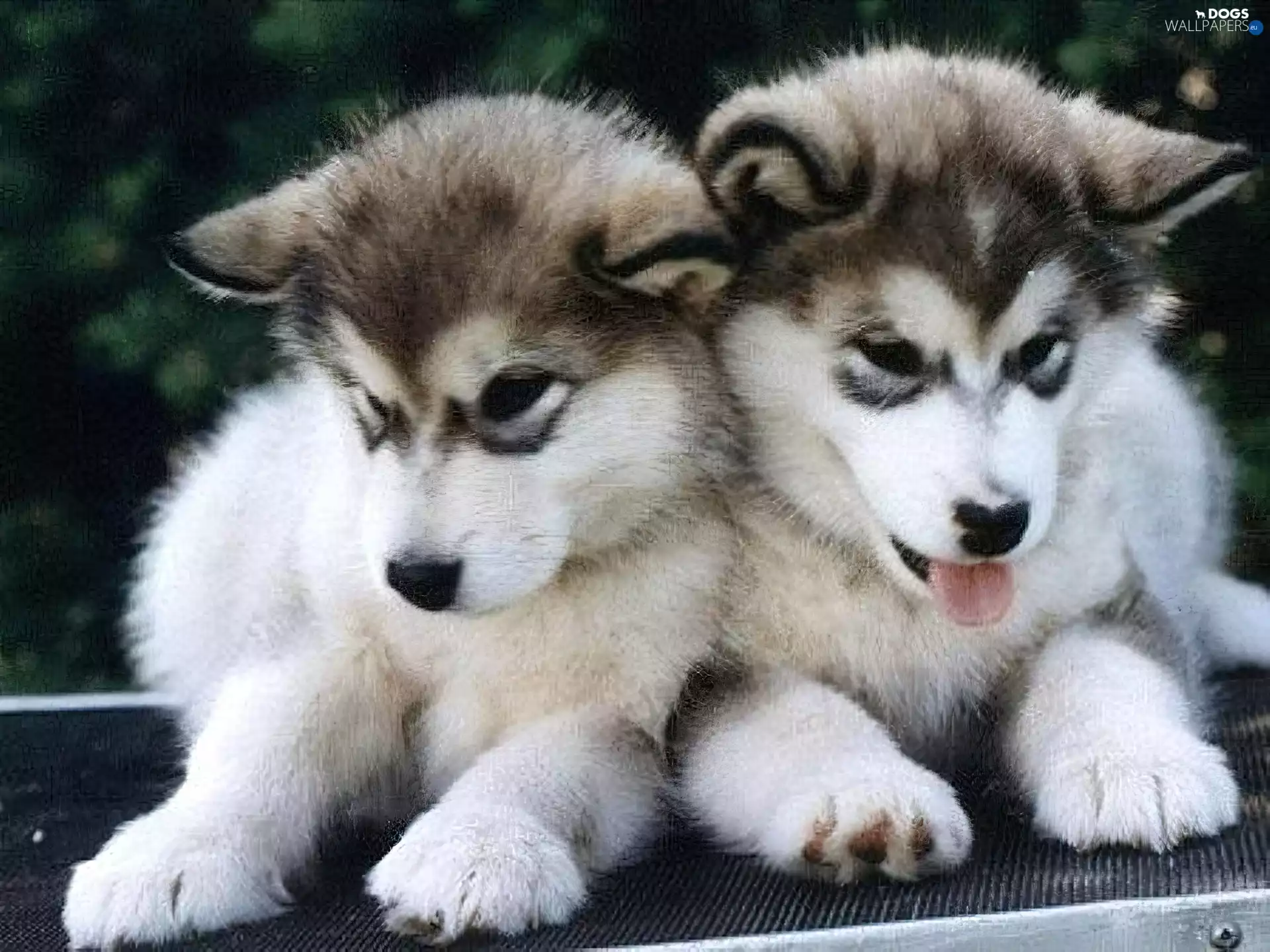 puppies, Alaskan Malamute