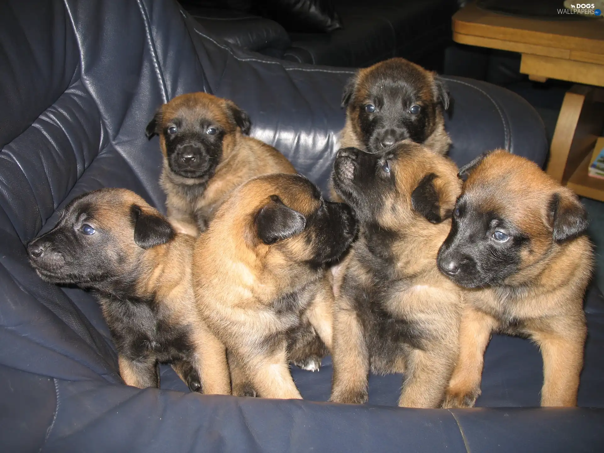 puppies, Belgian Shepherd Malinois, six