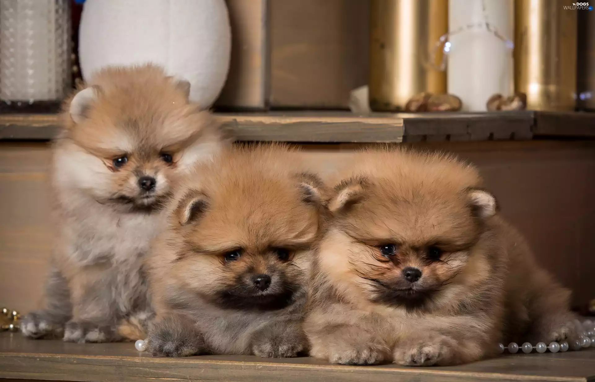 Miniature Spitz, Three, puppies