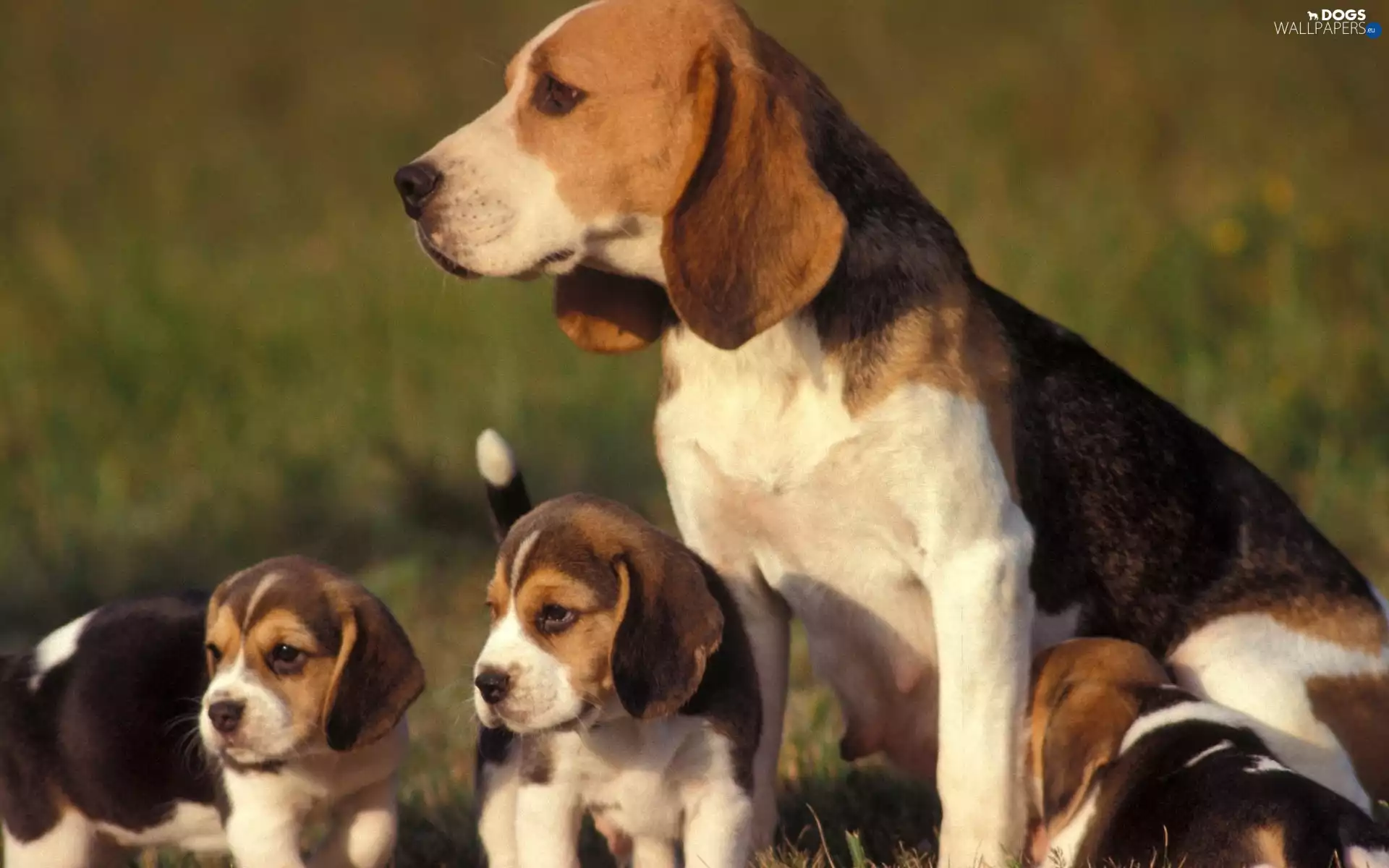 puppies, Beagle, mother