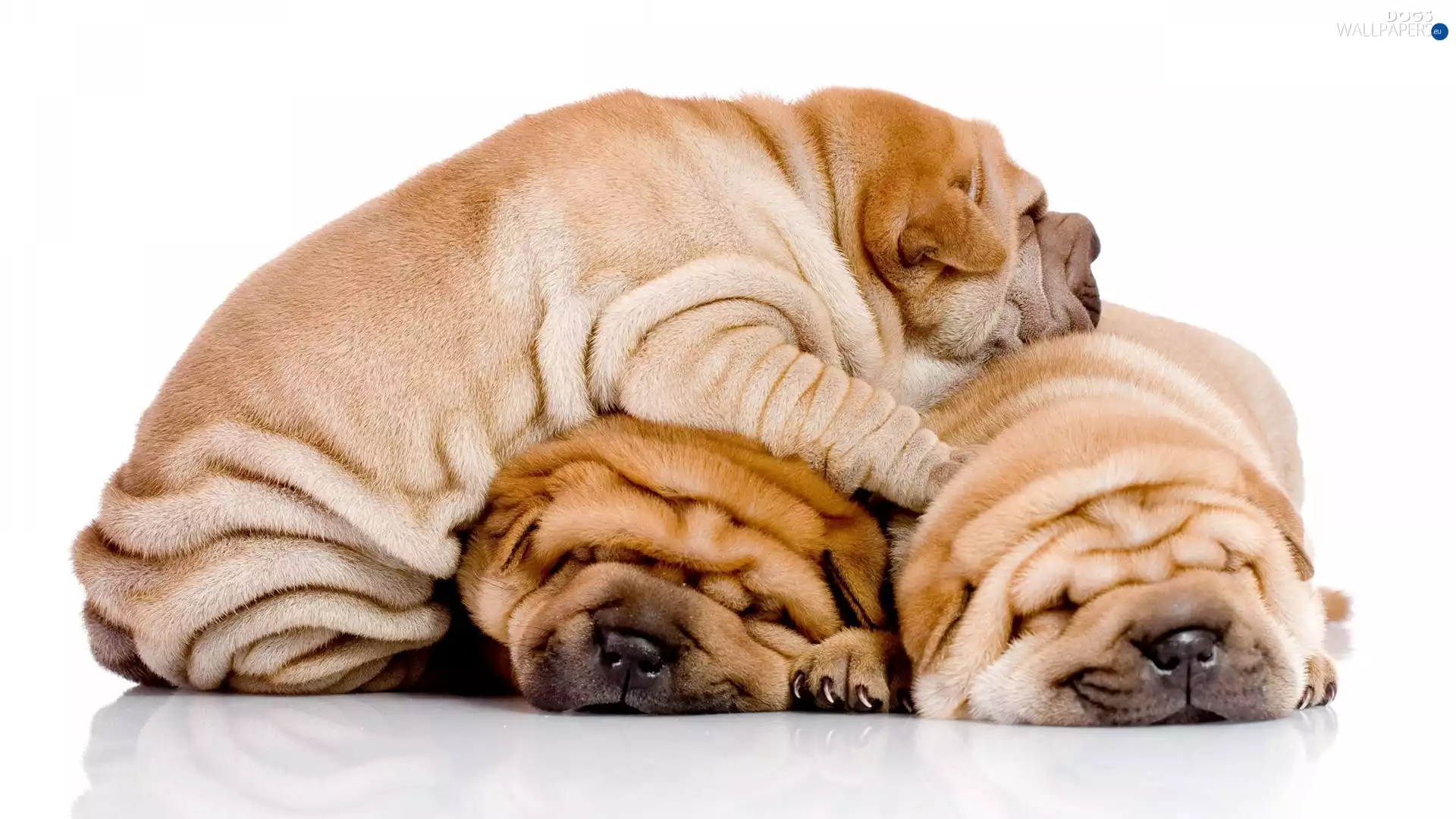 puppies, Shar Pei