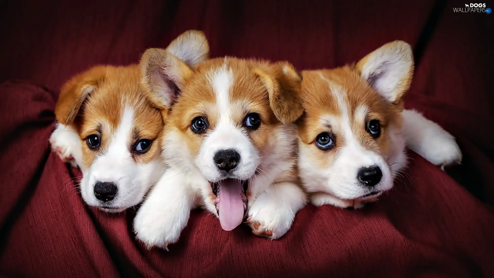 puppies, Welsh corgi pembroke, Three