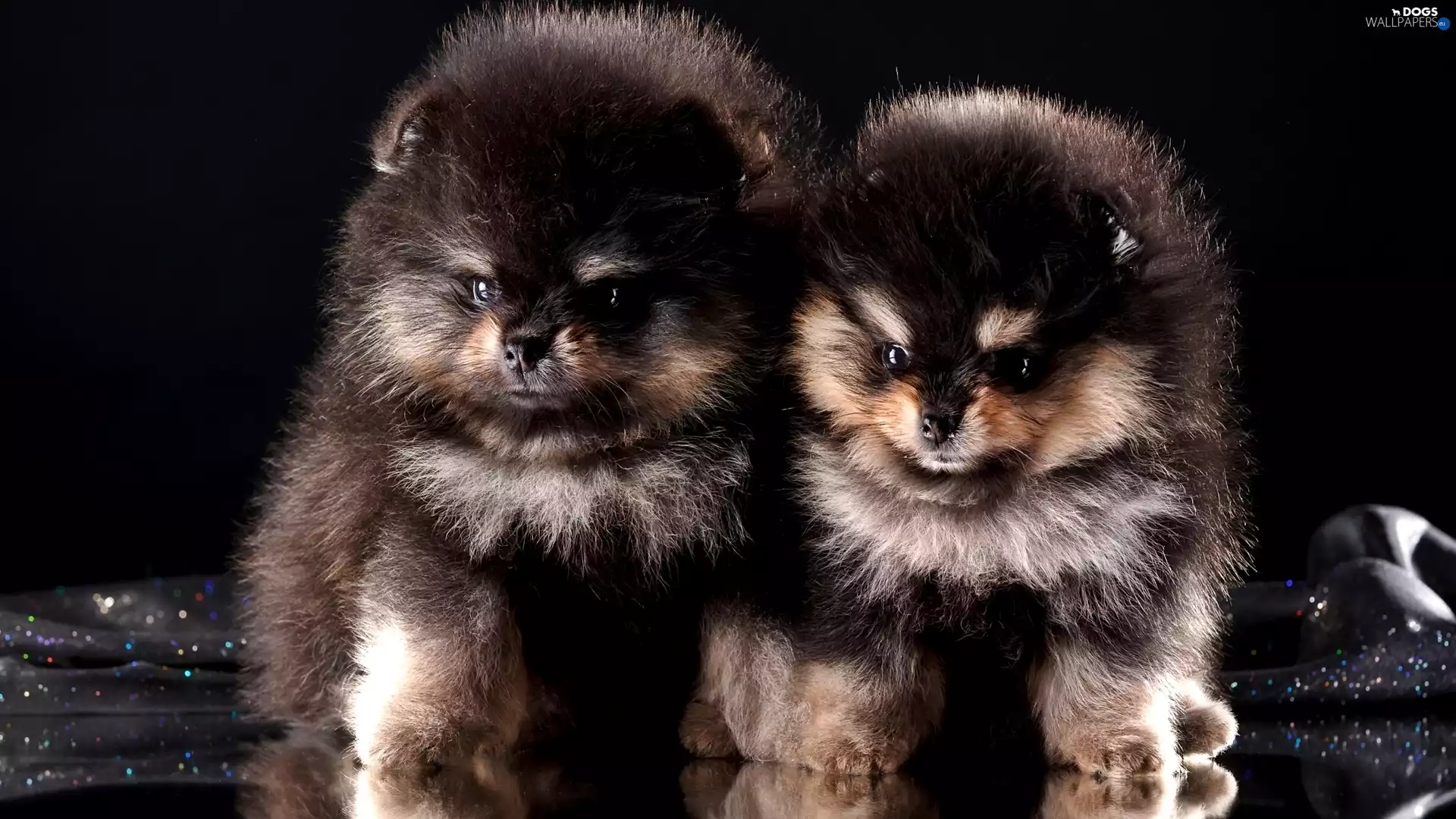 point, Two cars, puppies