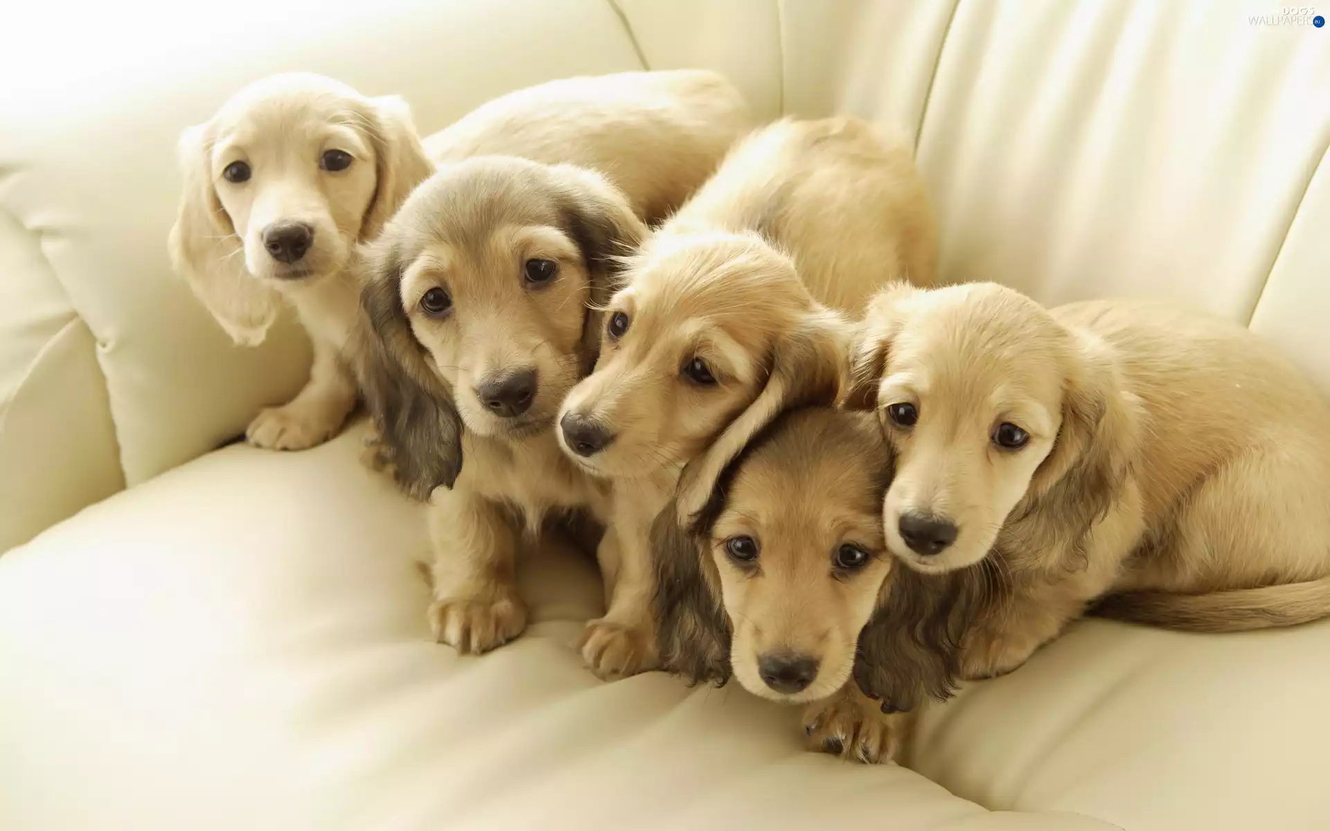 puppies, Golden Retriever
