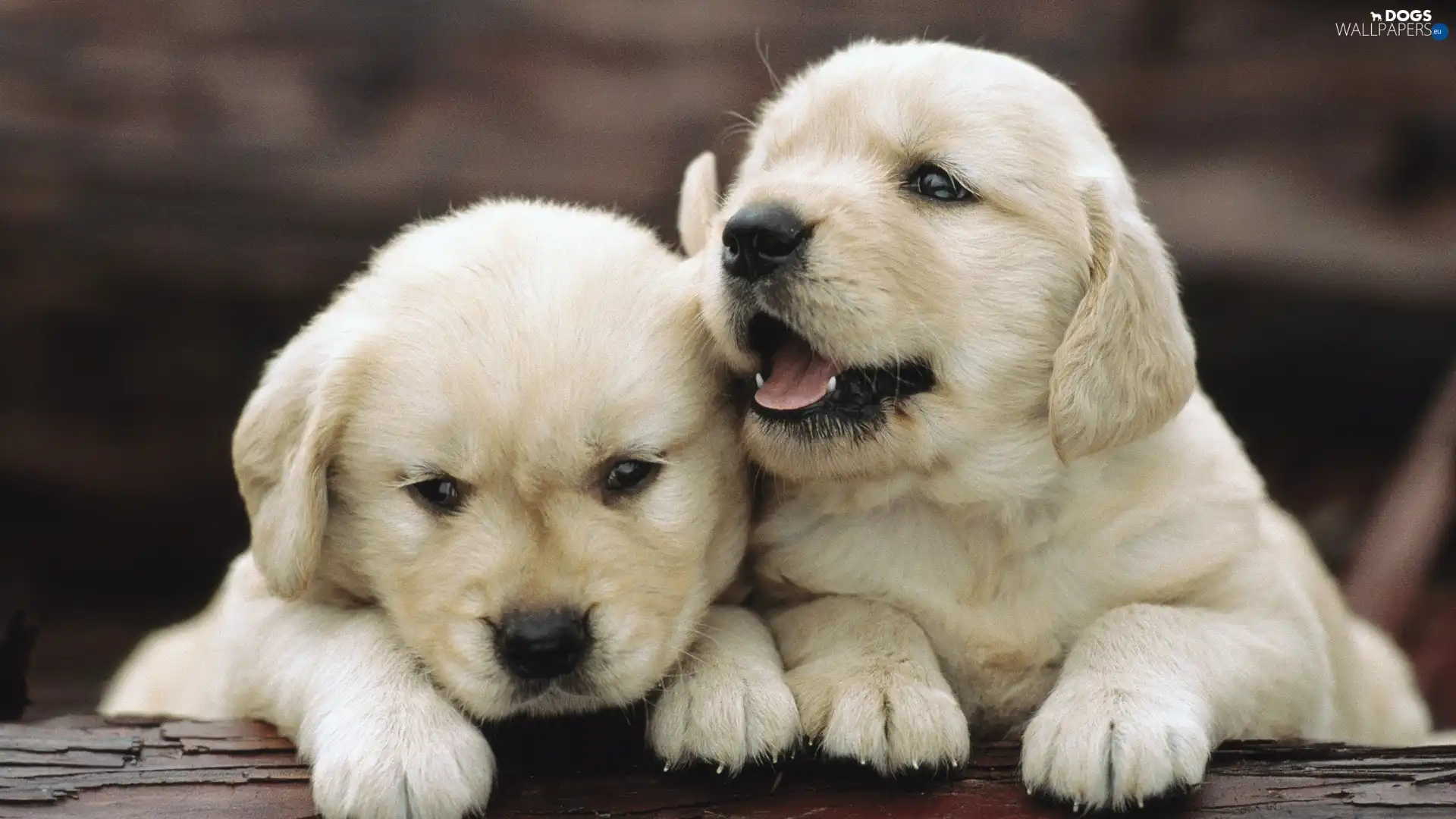 retriever, puppies, golden