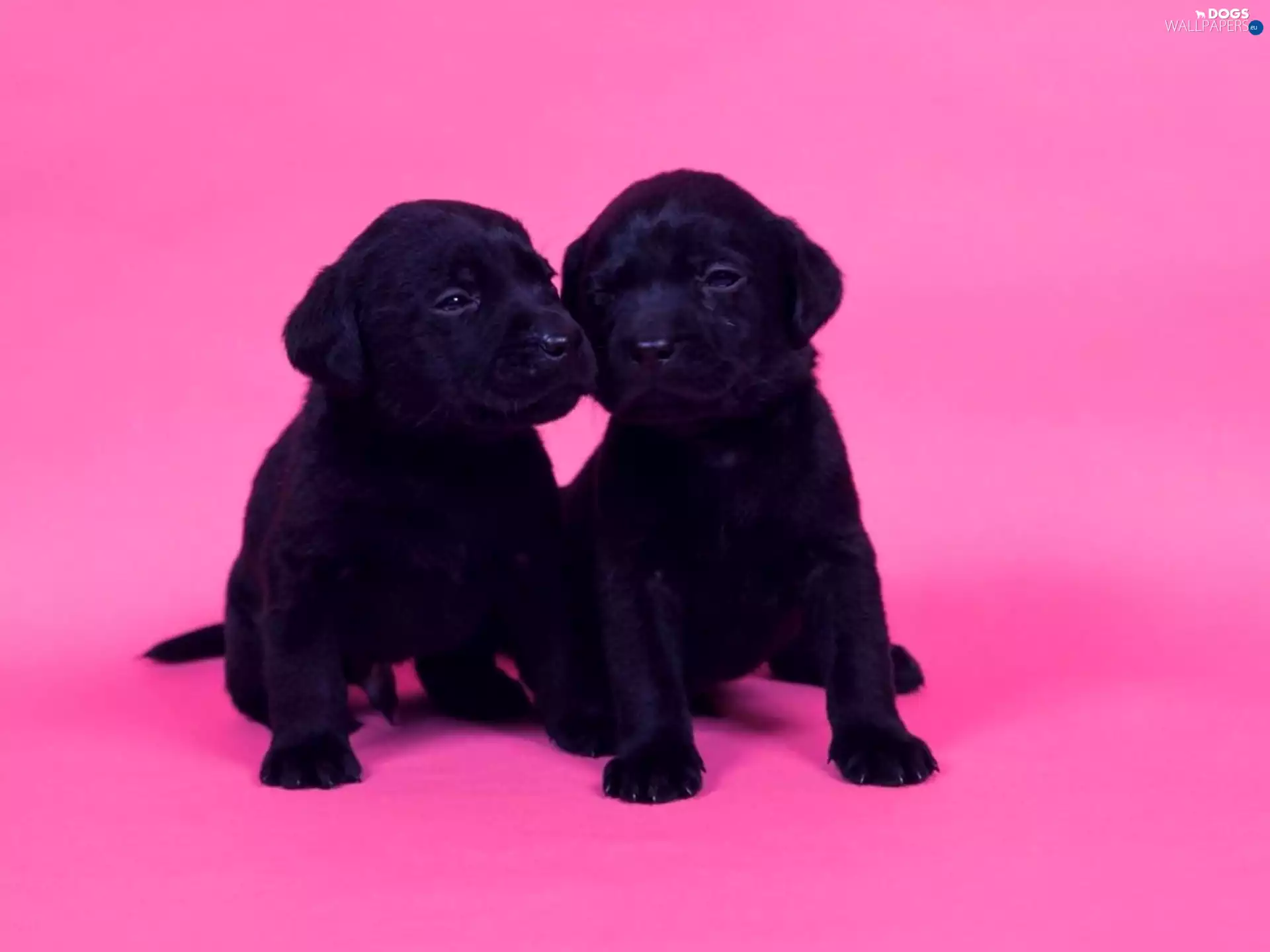 Puppies, Labrador Retriever