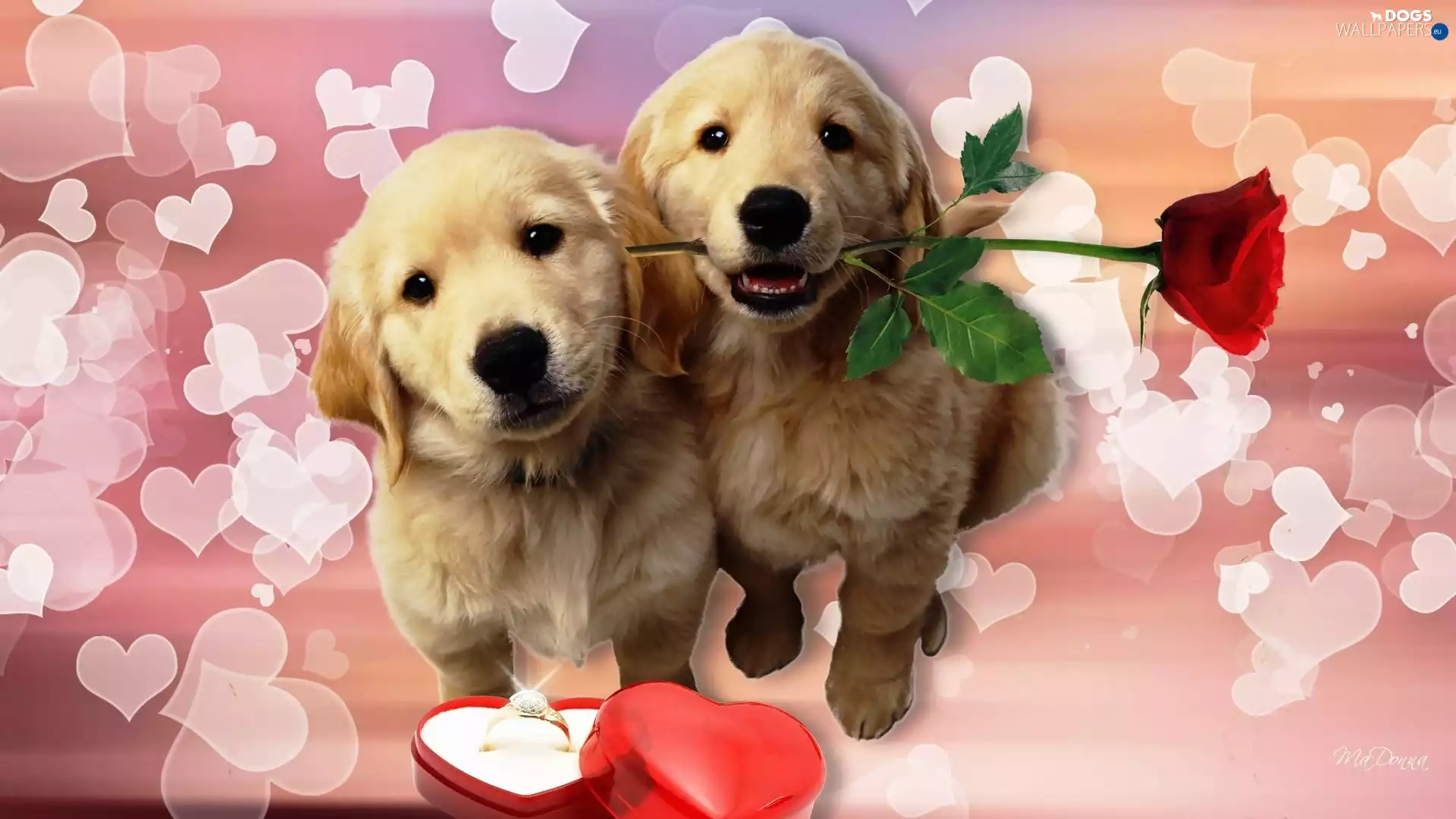 rose, Two cars, puppies