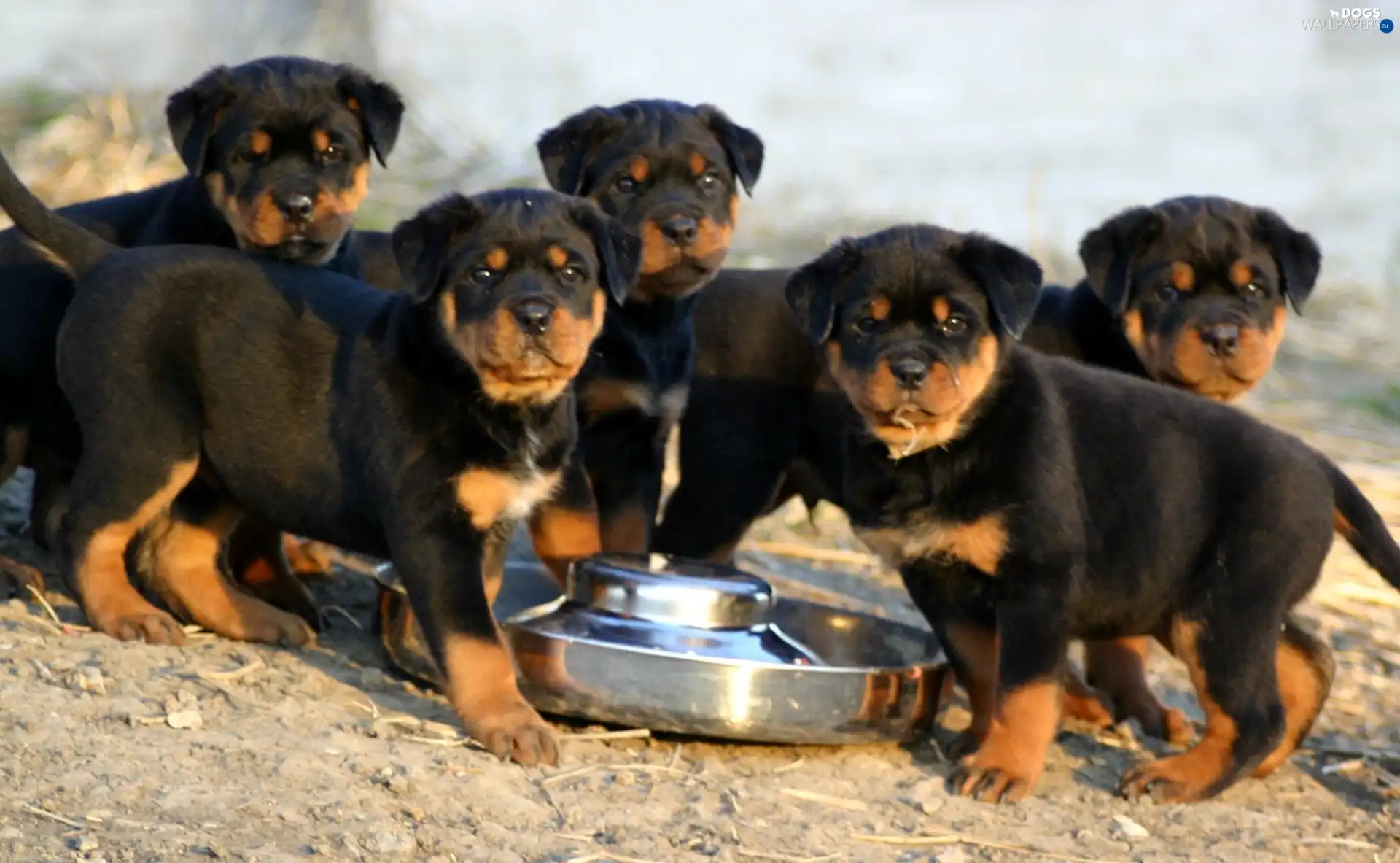 puppies, Rottweiler