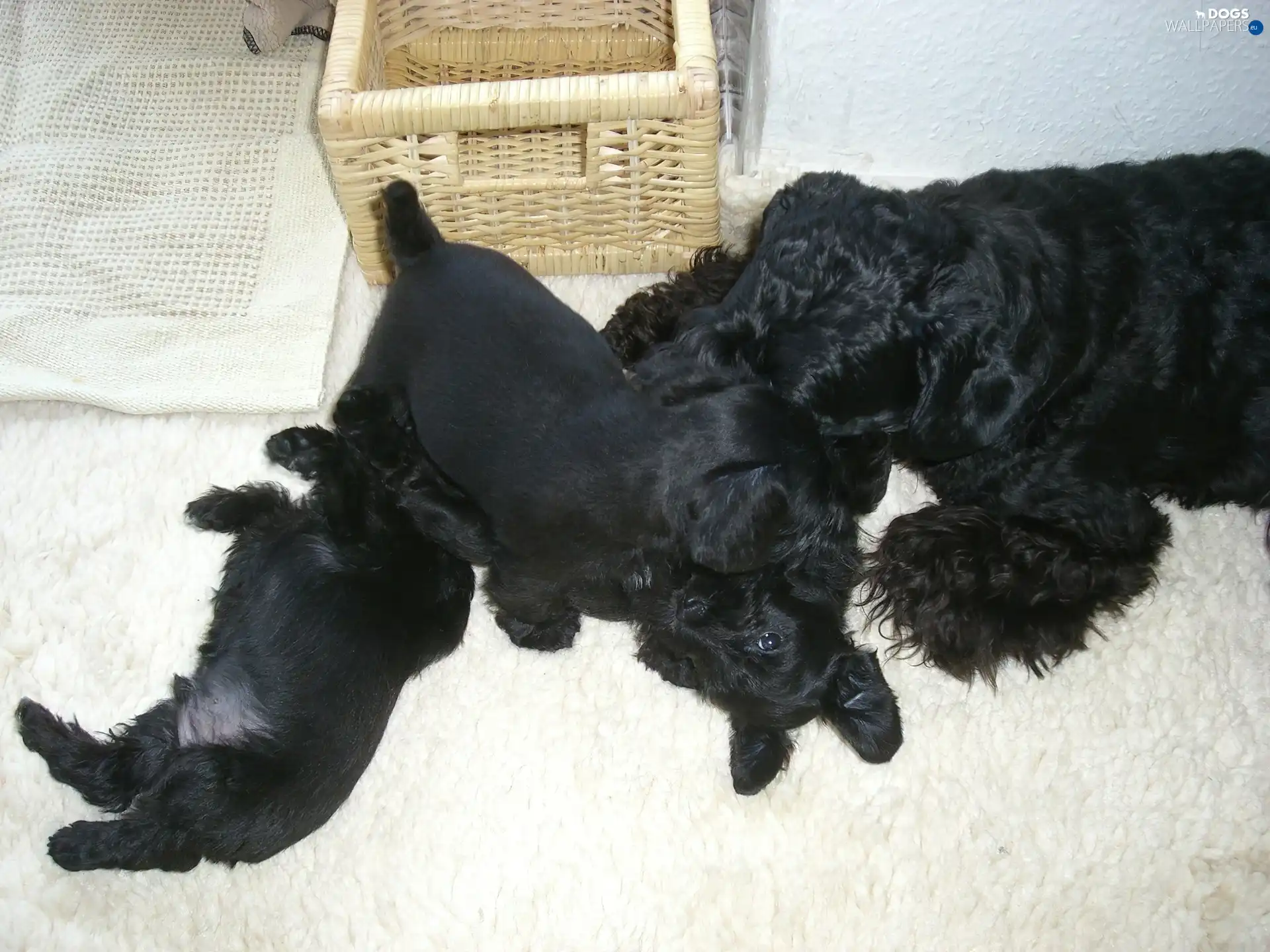 puppies, miniature Schnauzer, bitch