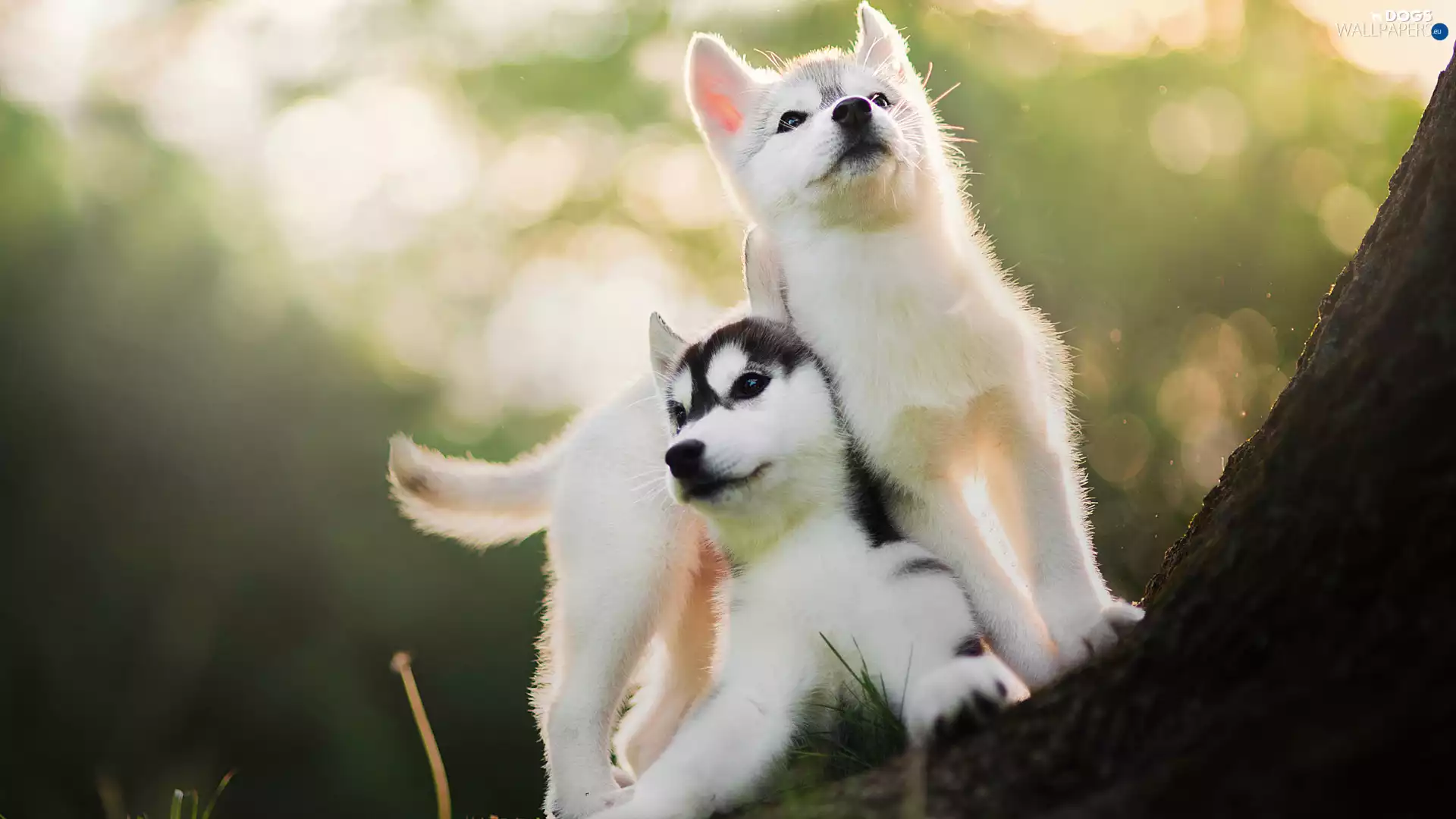 Siberian Husky, Dogs, puppies