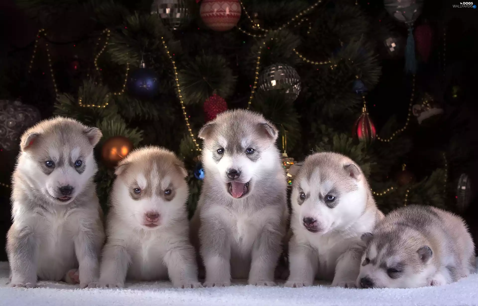 Siberian Husky, five, puppies