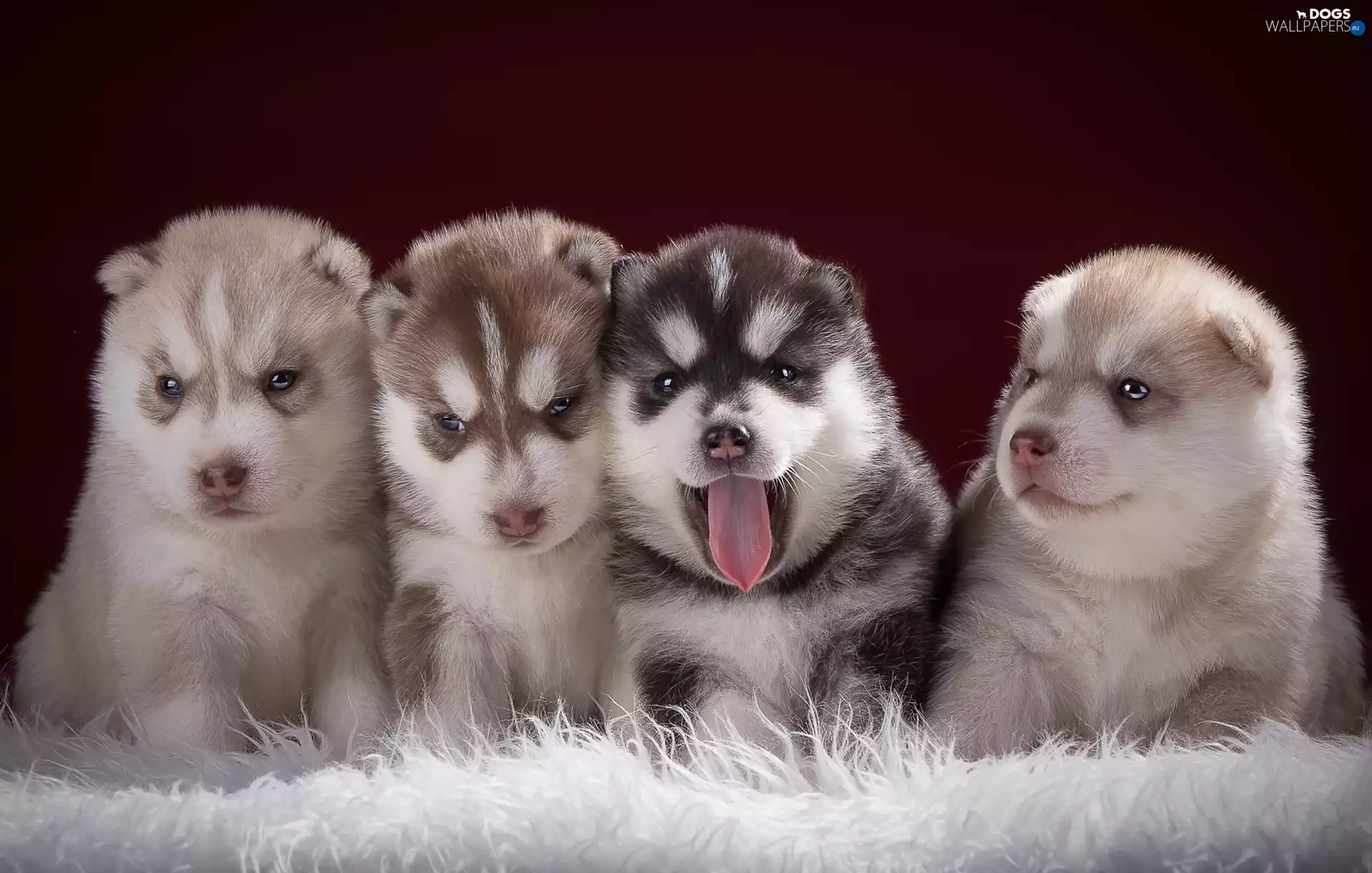 Siberian Husky, sweet, Puppies