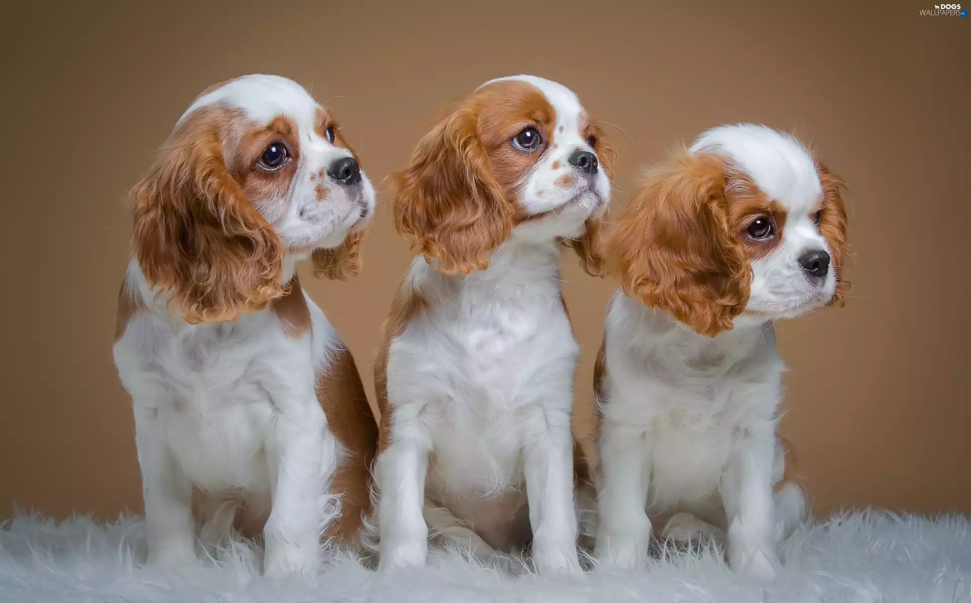 Three, puppies, Spaniels, little doggies