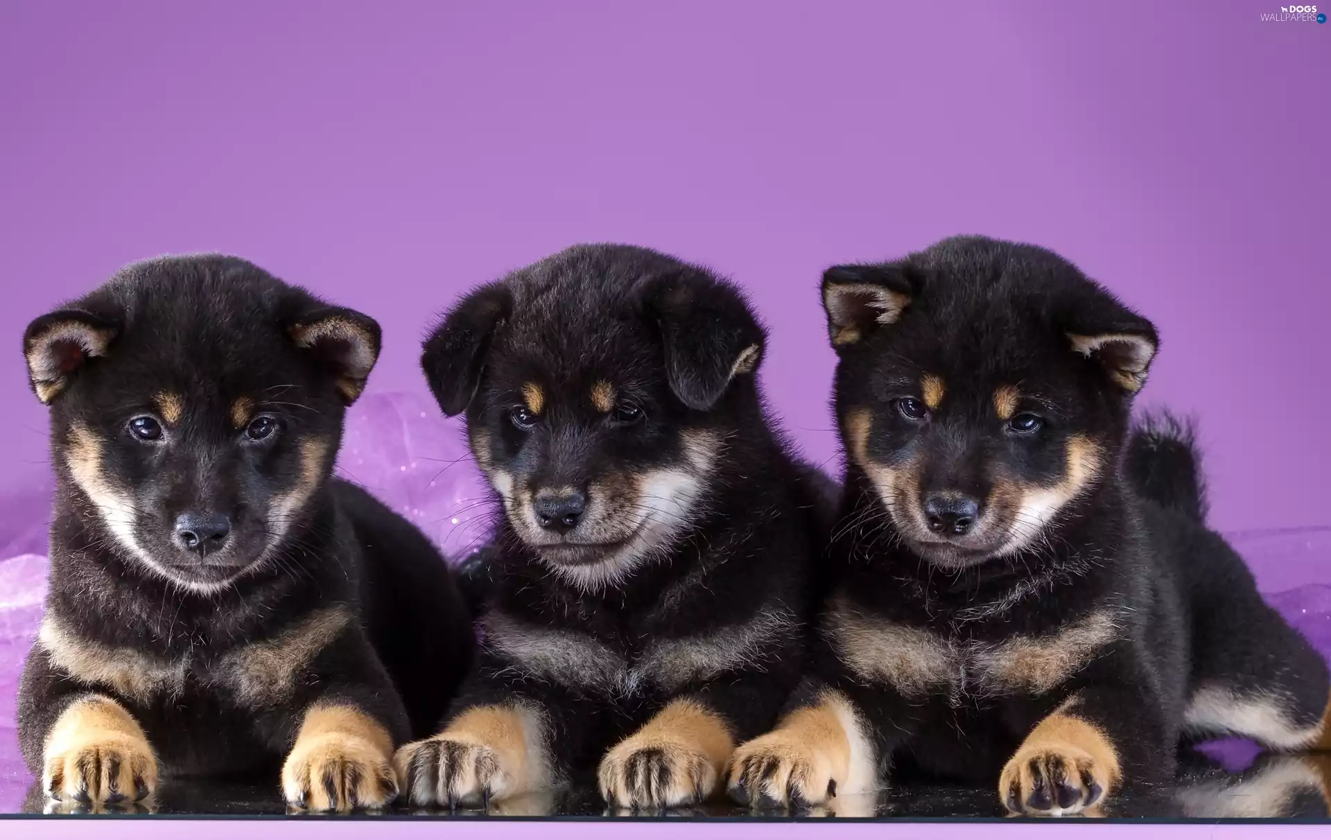puppies, Three, sweet