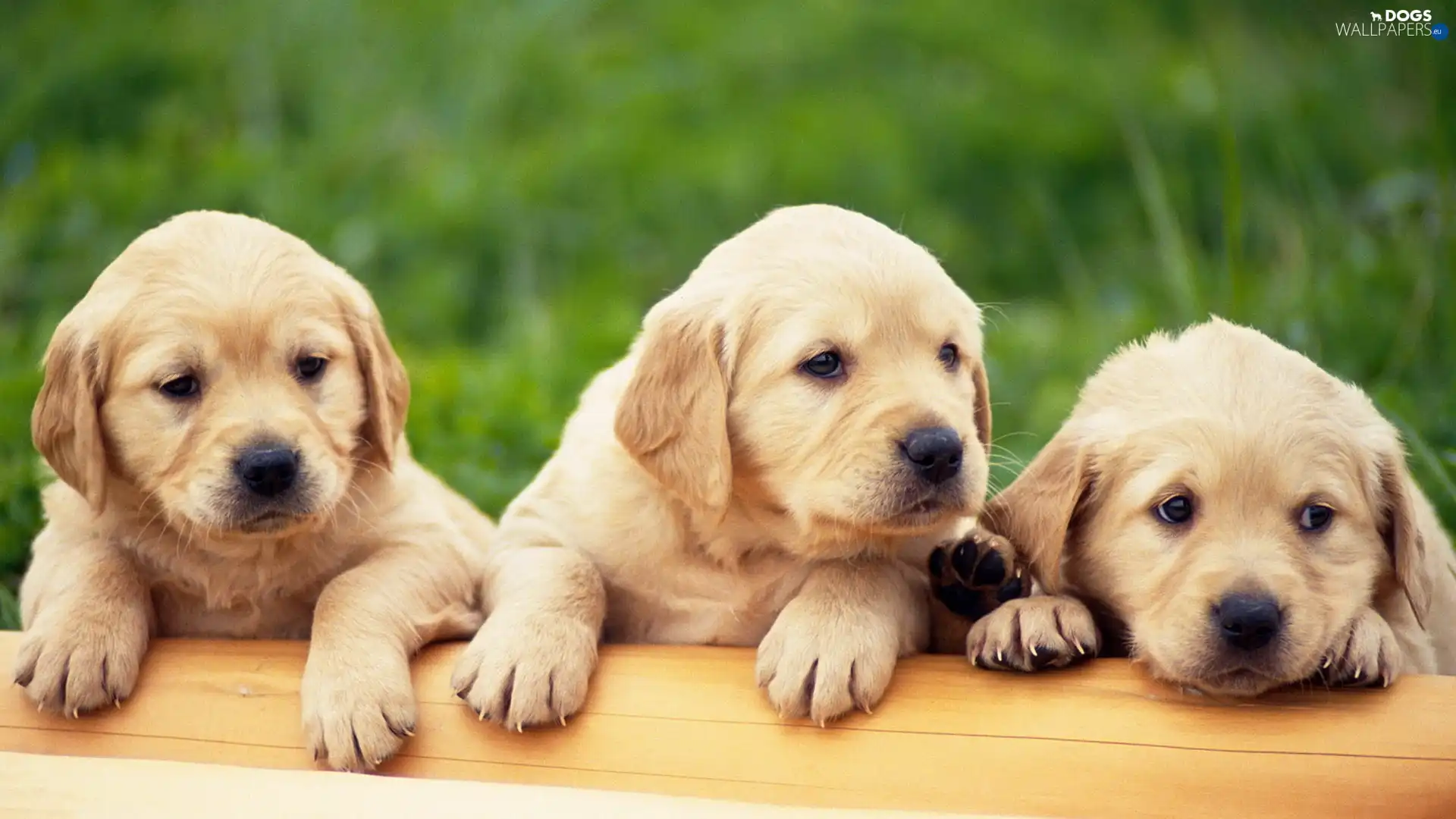 puppies, Three