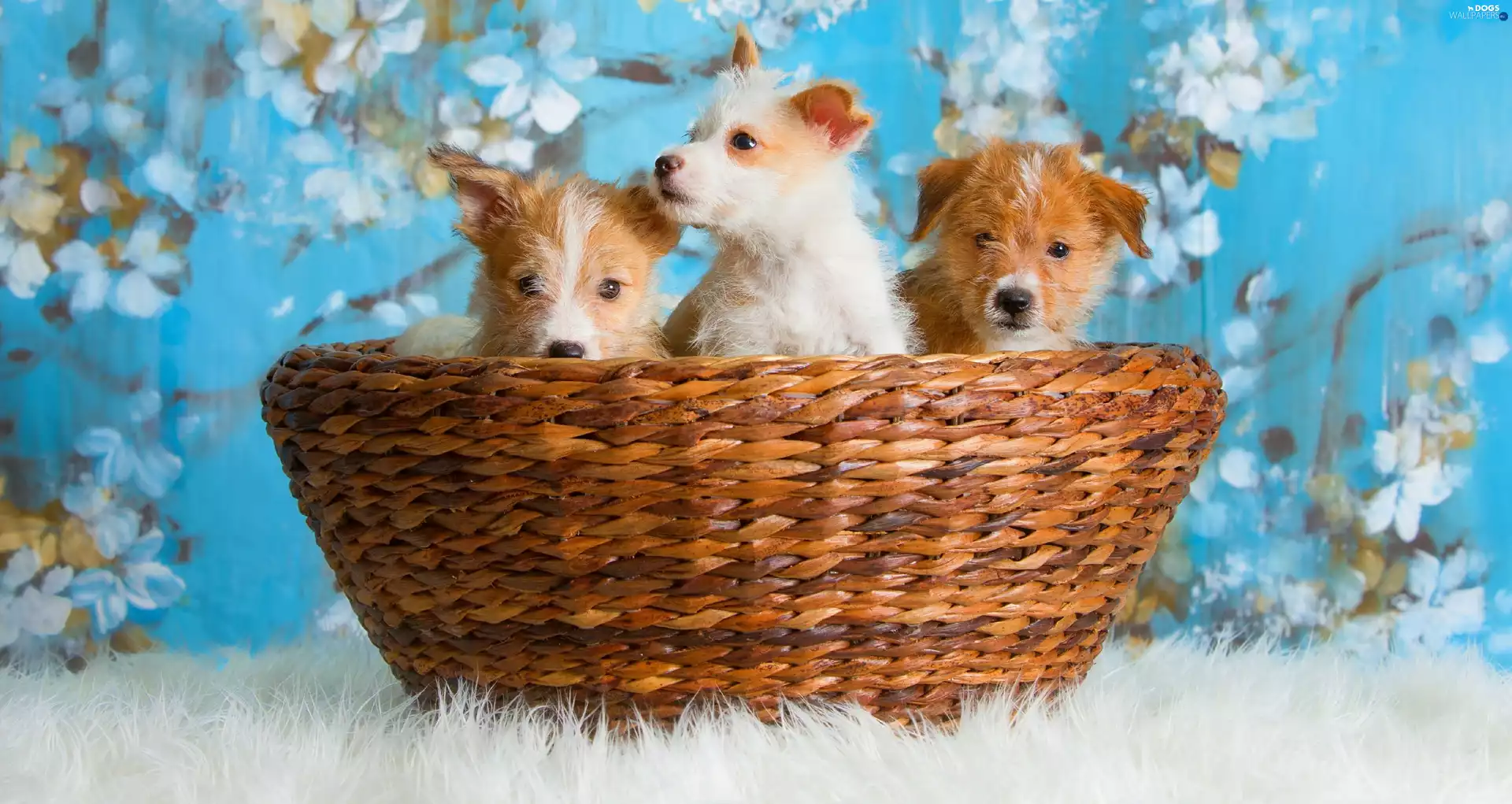 Three, basket, Flowers, puppies