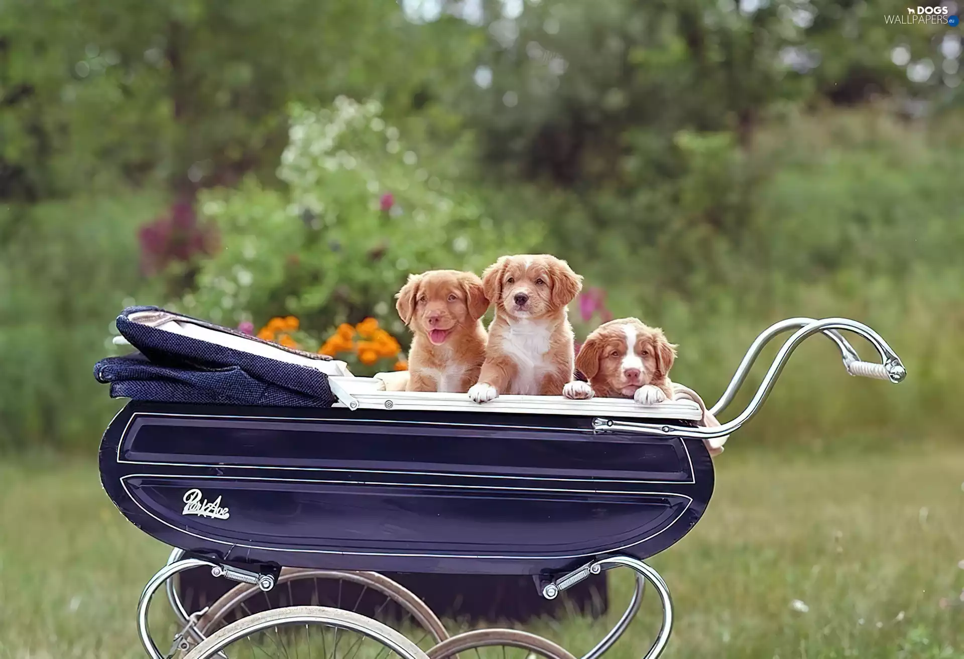 Three, trolley, puppies, puppies