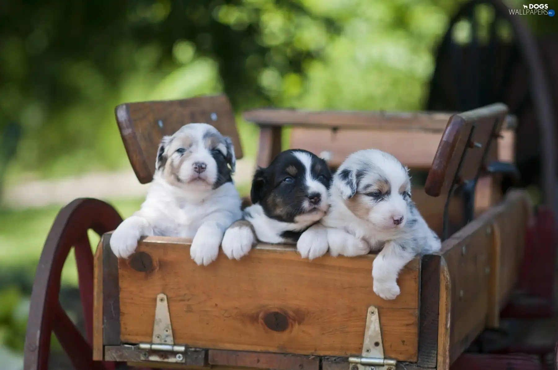 Three, Puppies, trolley