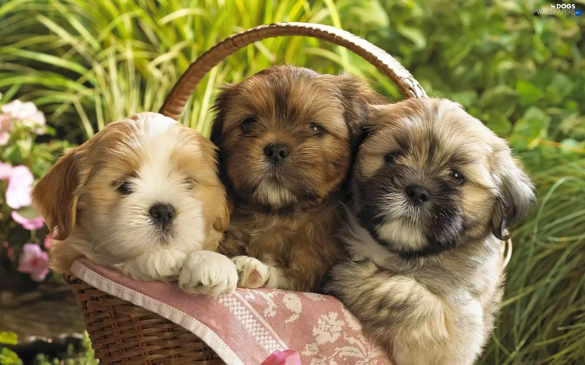 grass, Shih Tzu, Puppies, basket, Three