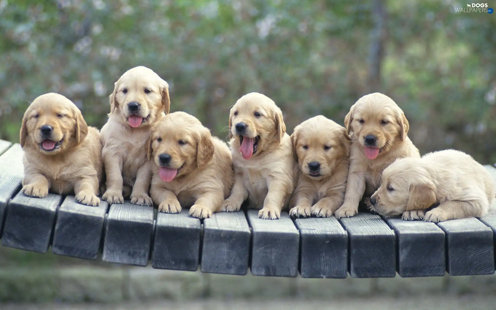 tired, puppies, Seven