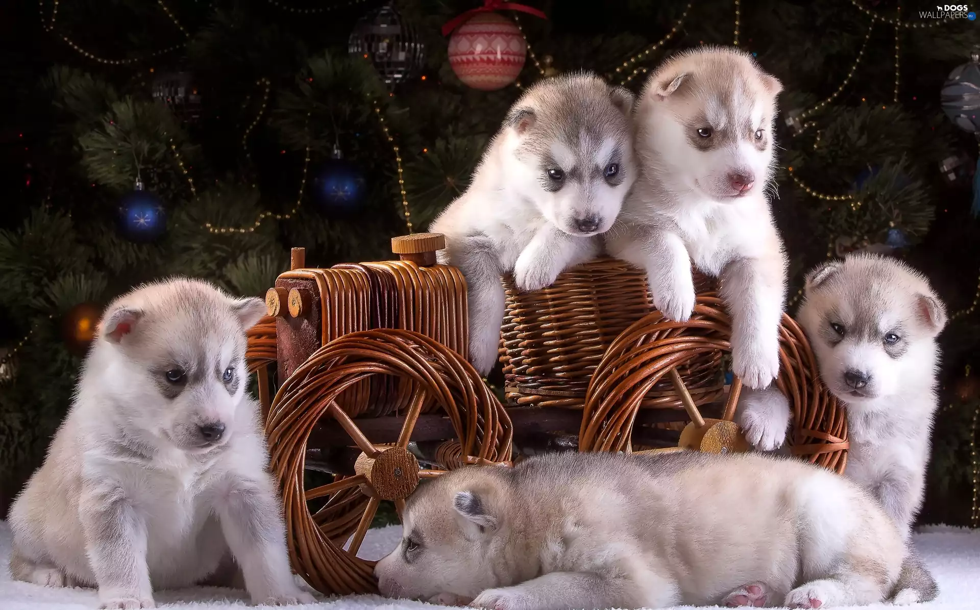 trolley, Siberian Husky, puppies
