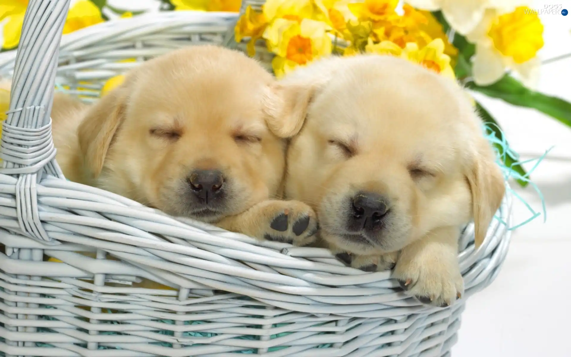 Puppies, basket, Two cars
