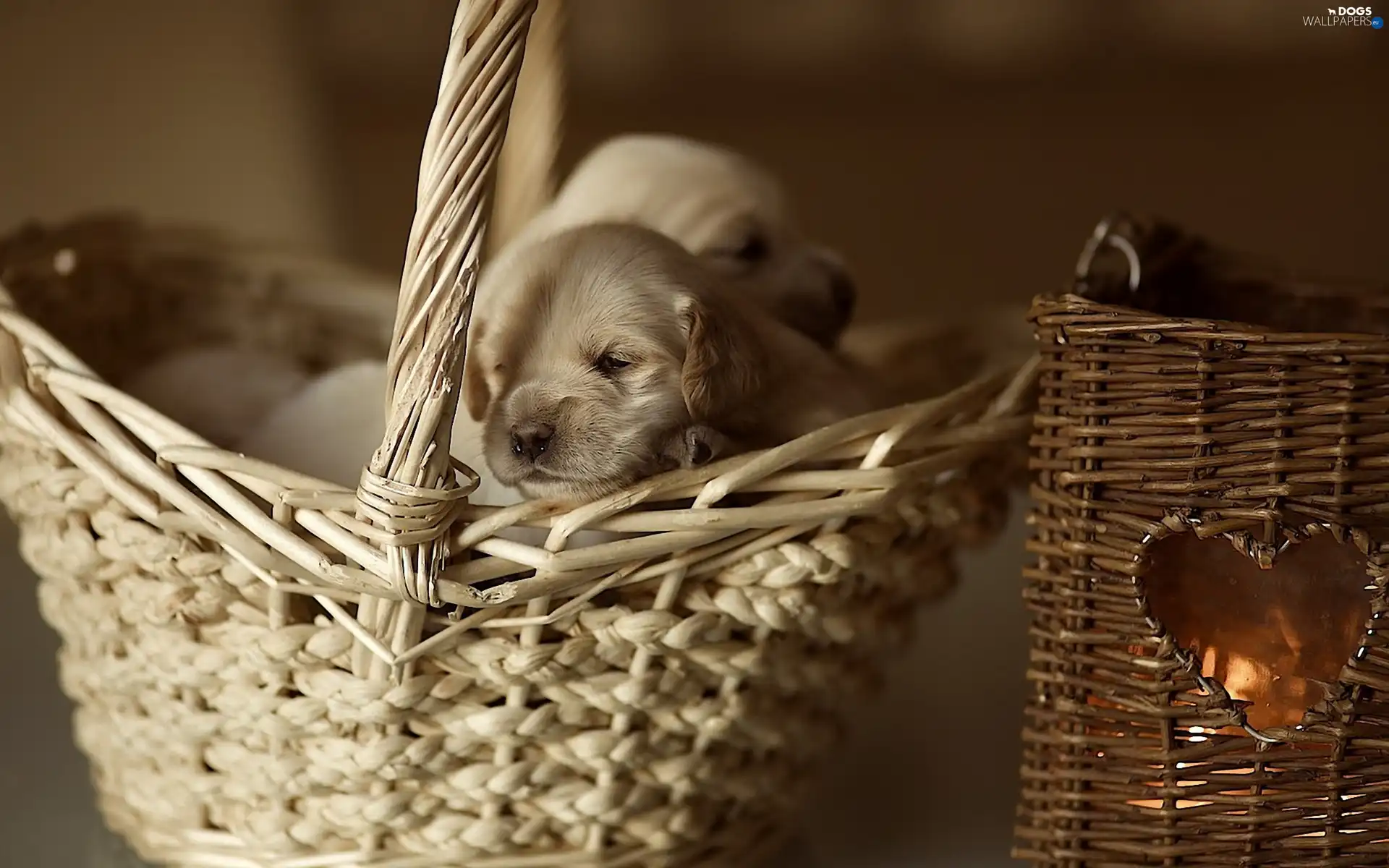 Golden Retriever, basket, Two cars, Puppies