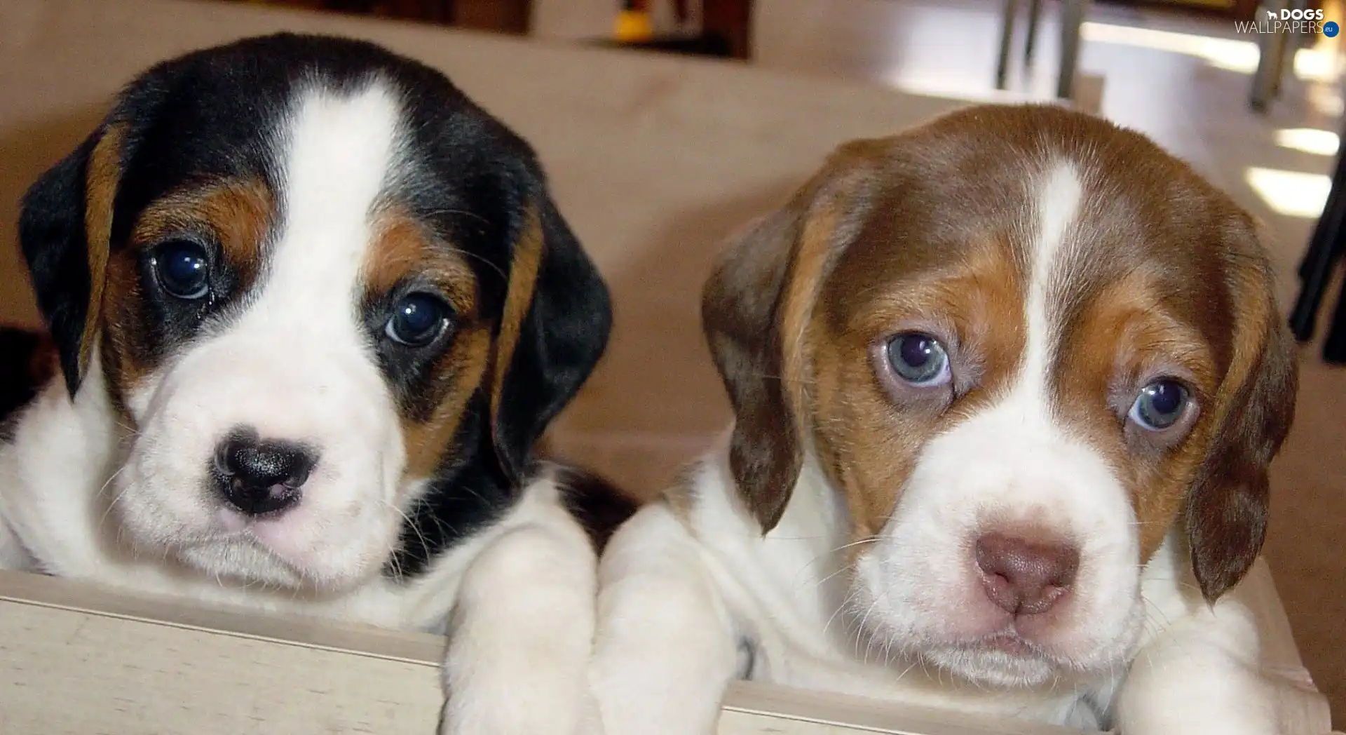 puppies, Beagle, Two cars