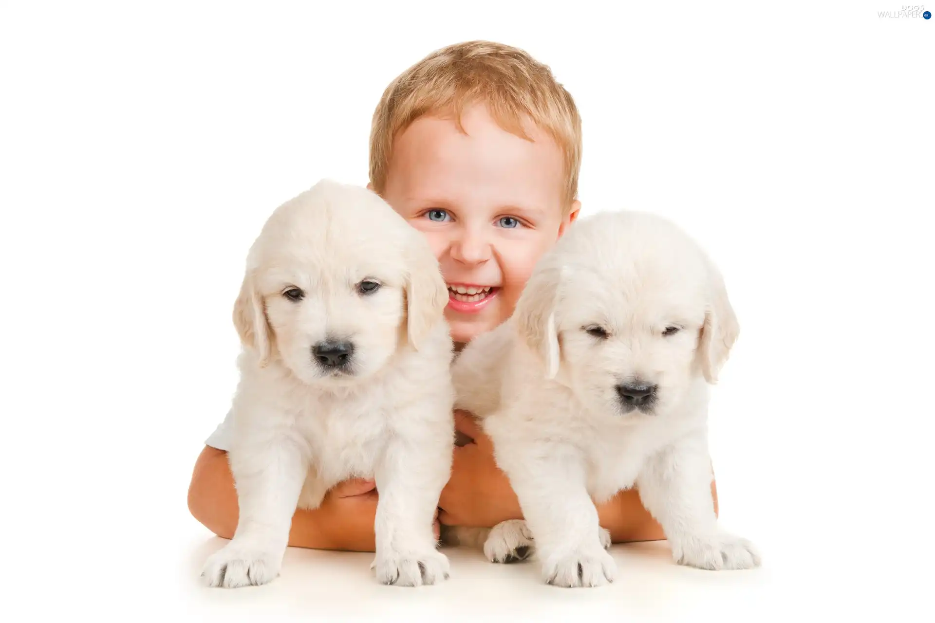 puppies, White, boy, Two cars
