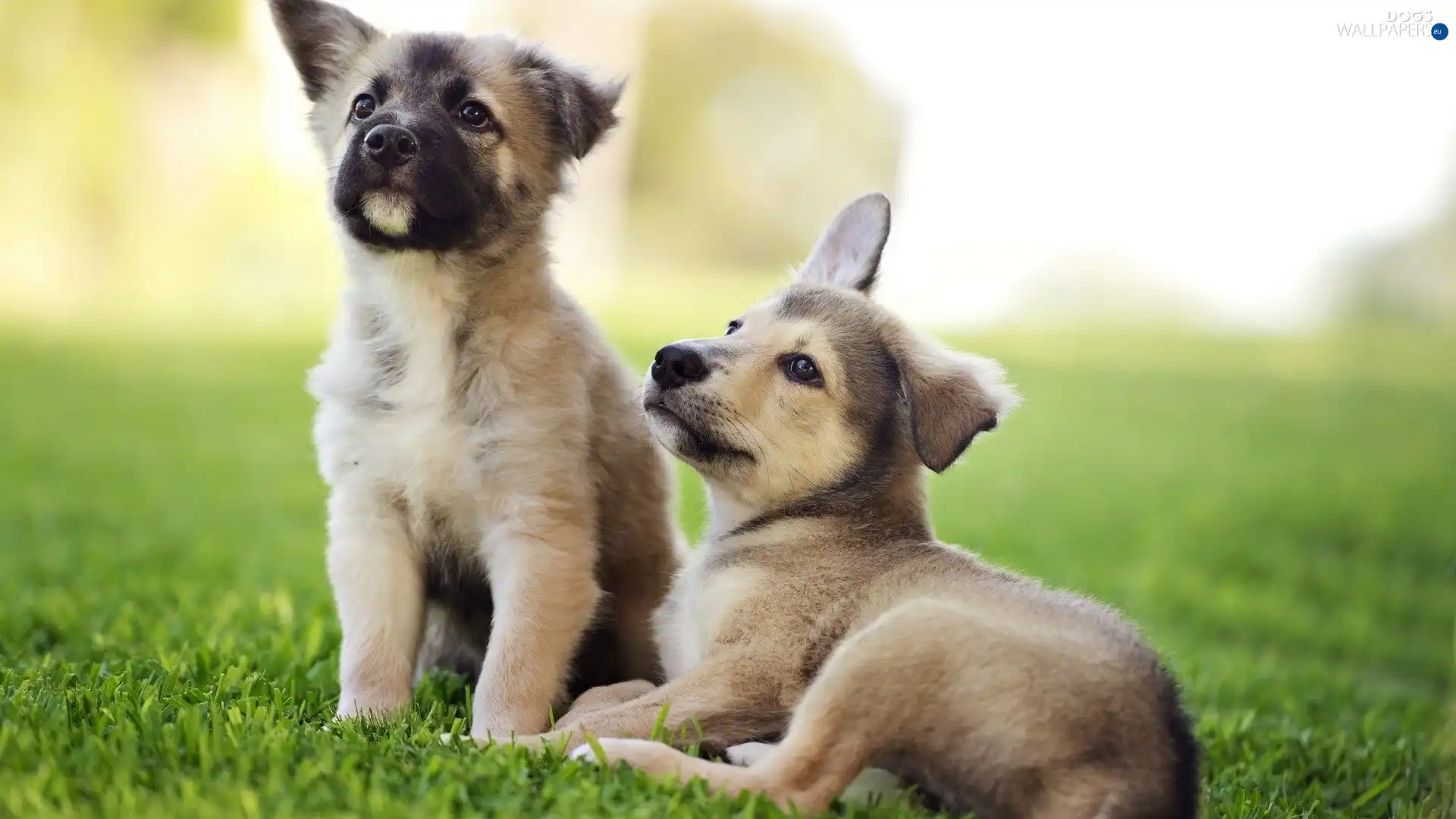 puppies, grass, Two cars