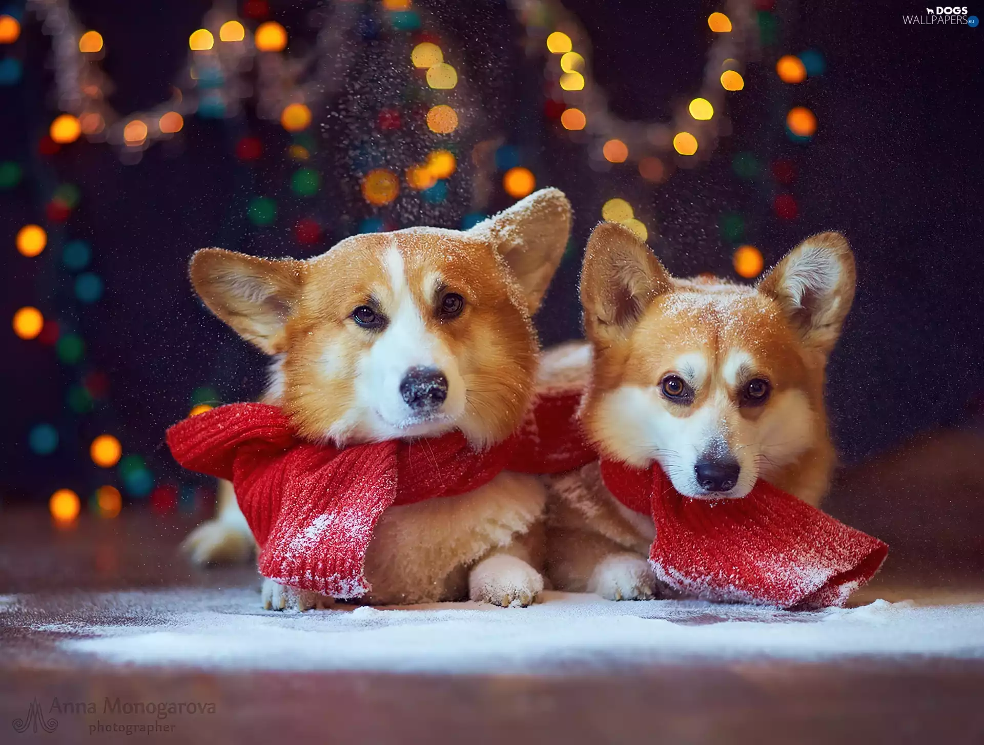 red head, Two cars, snow, lights, Scarf, puppies