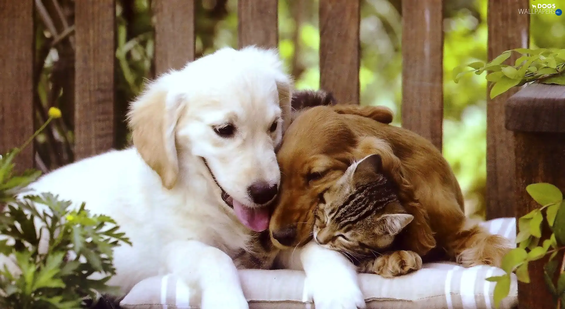 puppies, kitten, Two cars