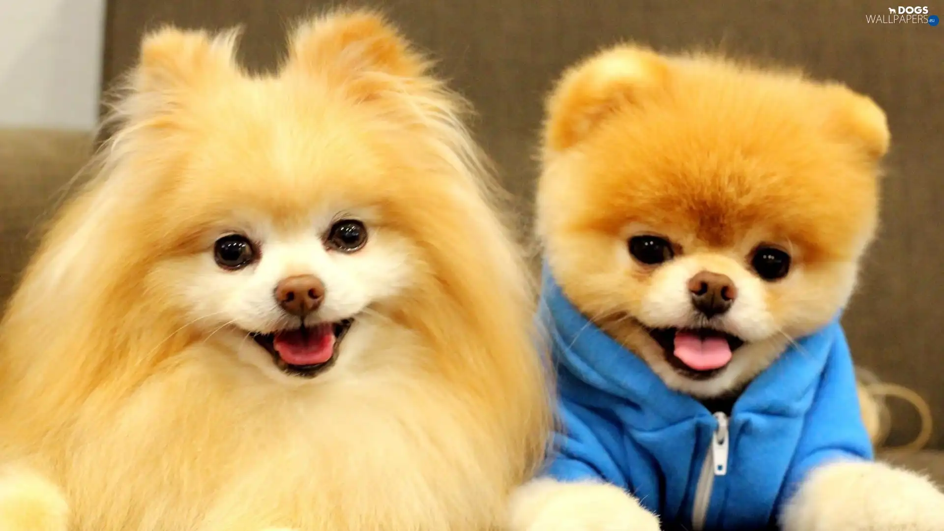puppies, Pomeranian, Two cars
