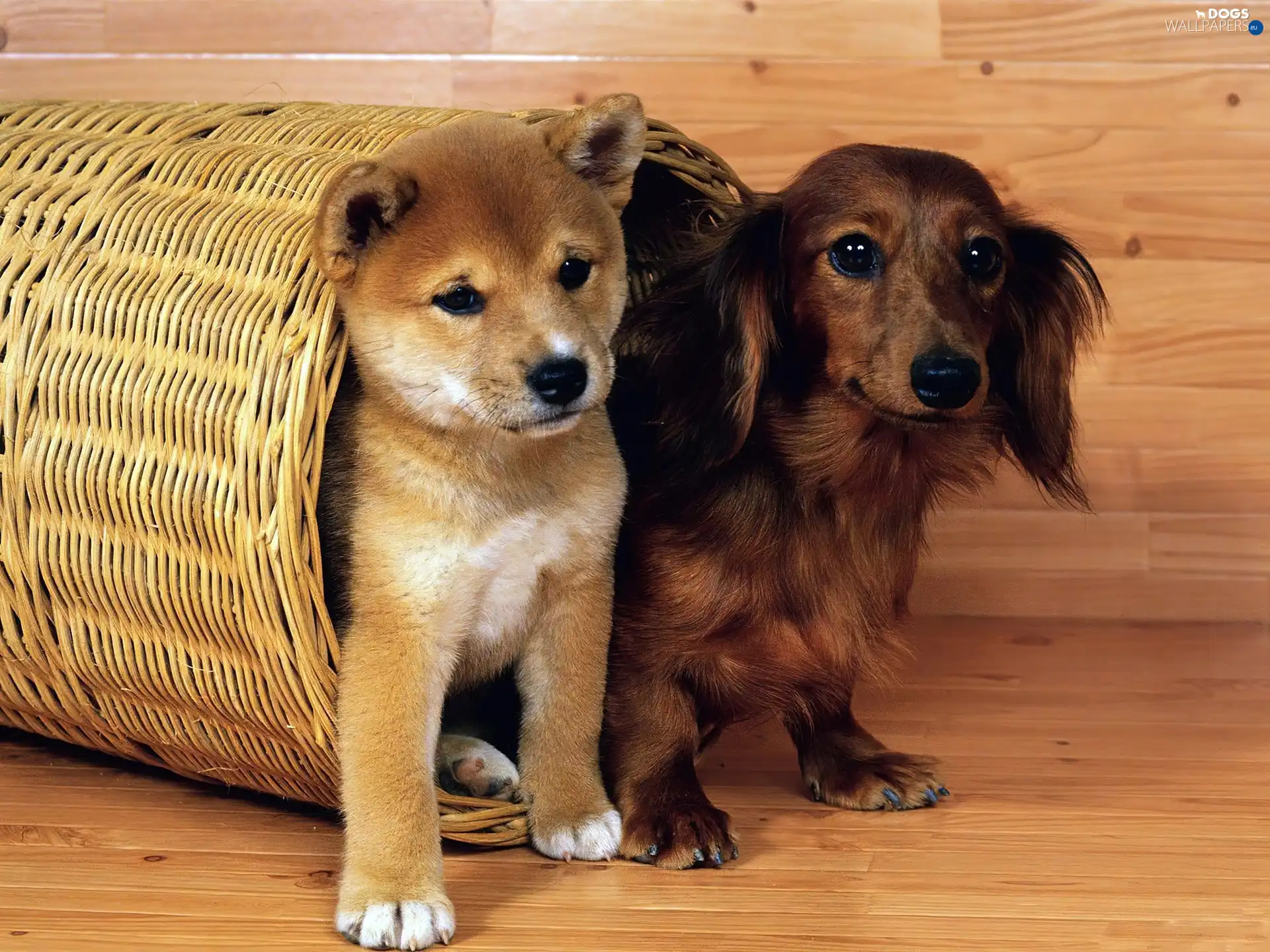 puppies, puppies, Two cars