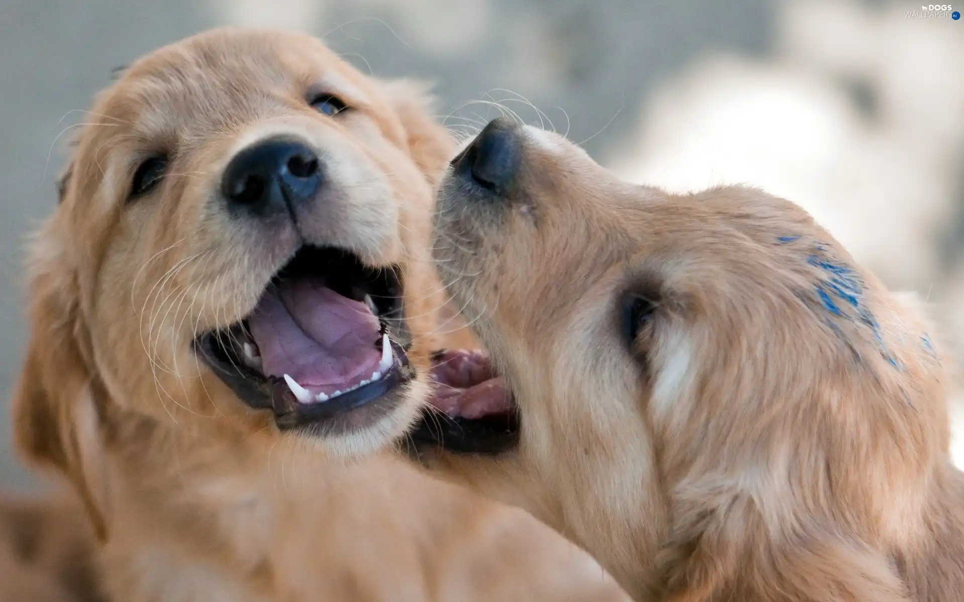 puppies, Golden Retriever, Two cars